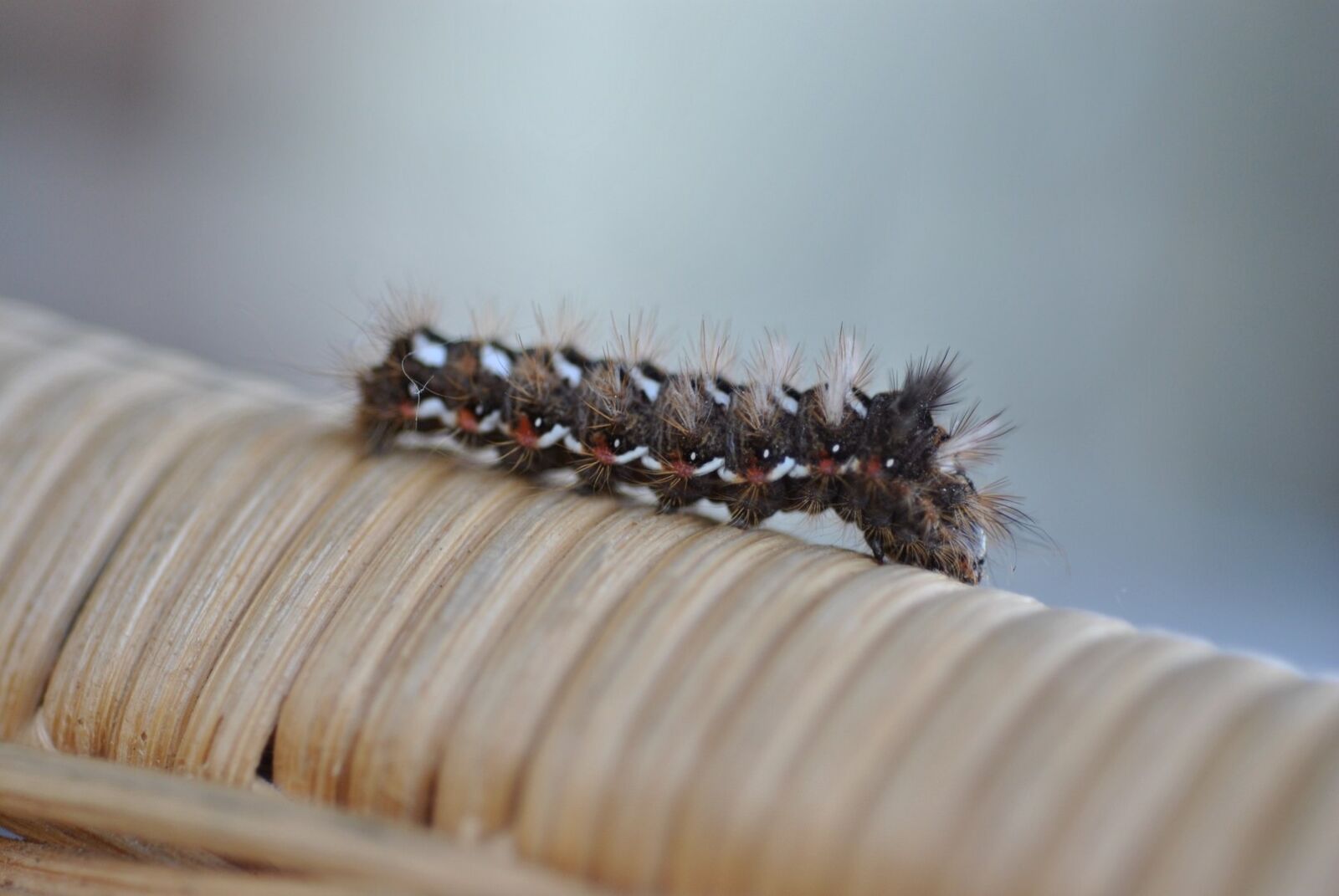 Nikon D3000 sample photo. Insect, macro, hairy photography