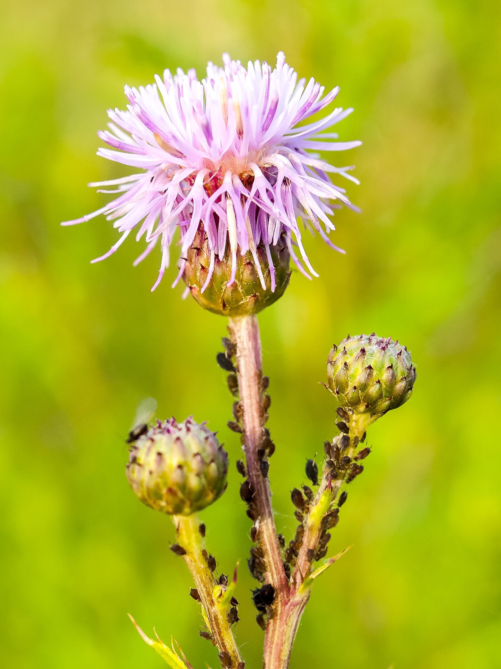 OLYMPUS 35mm Lens sample photo. Thistle, flower, blossom photography