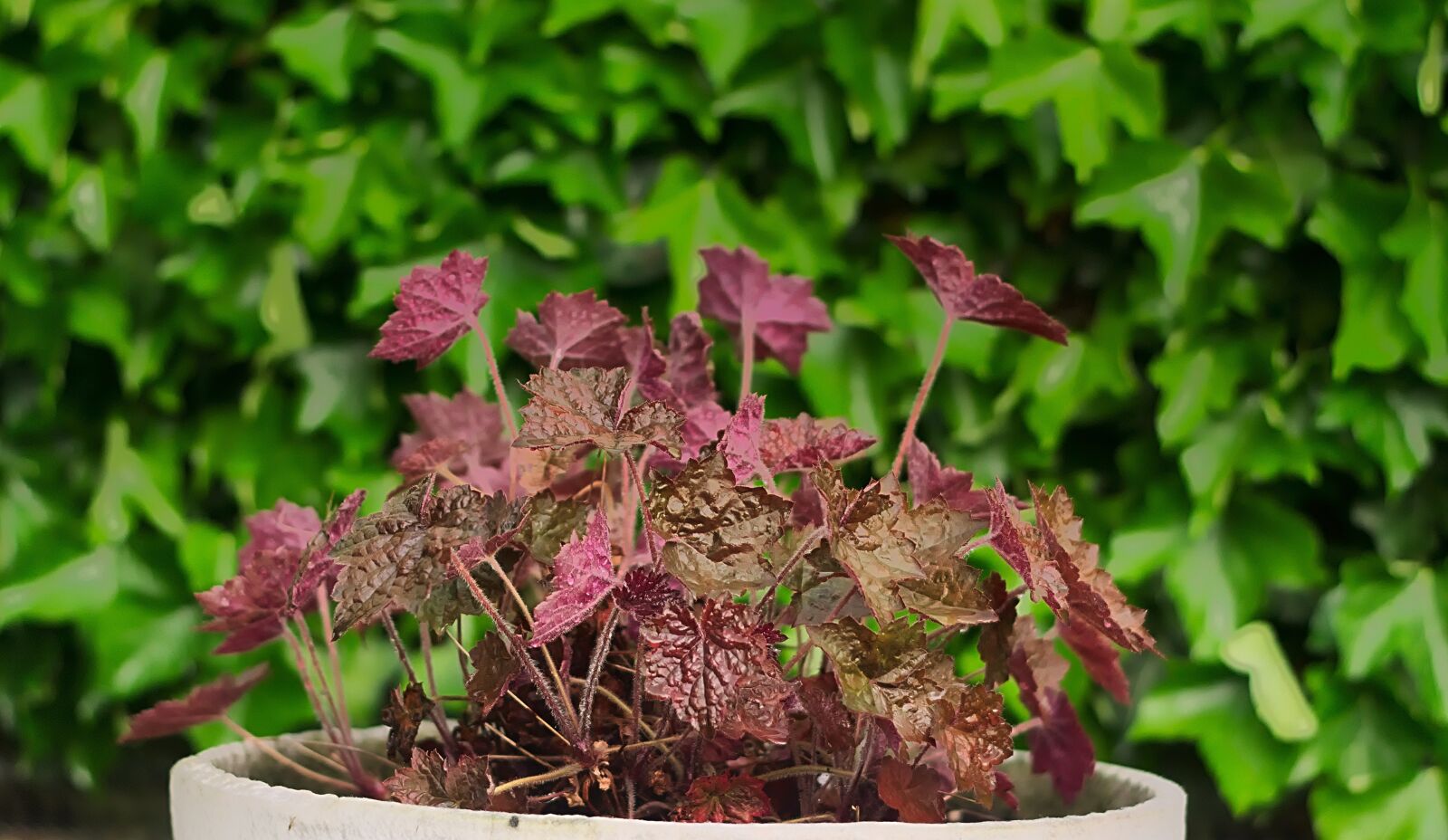 Nikon D3300 sample photo. Coral bells, jewelry perennial photography