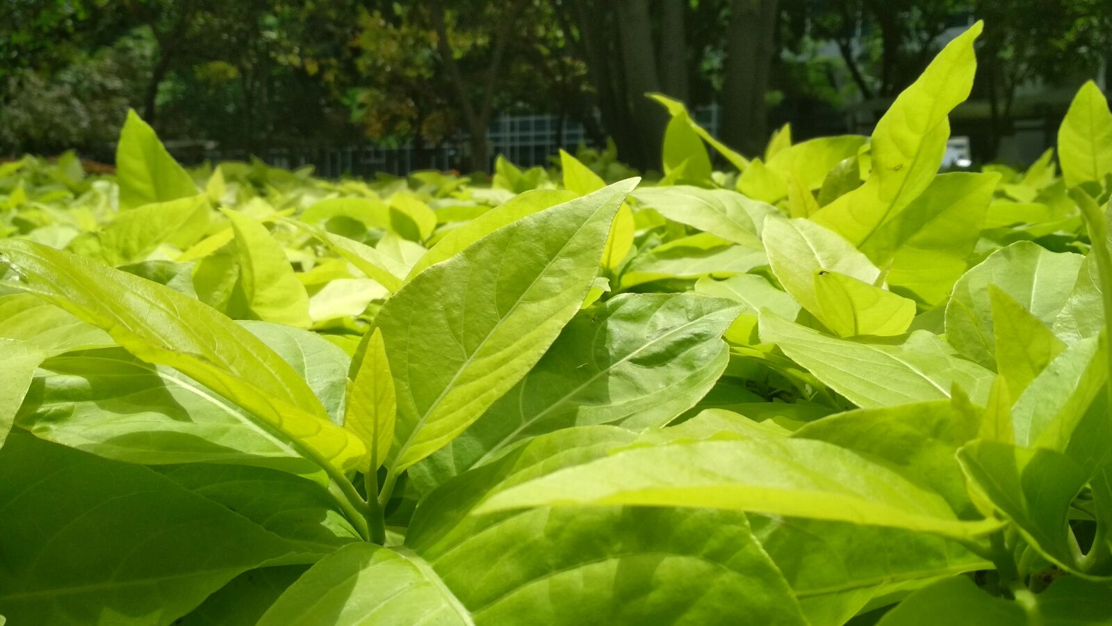 Xiaomi Redmi 4 Pro sample photo. Plants, green, nature photography