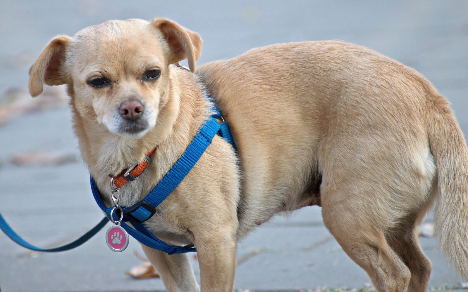 Nikon D5300 sample photo. Dog, pet, canine photography