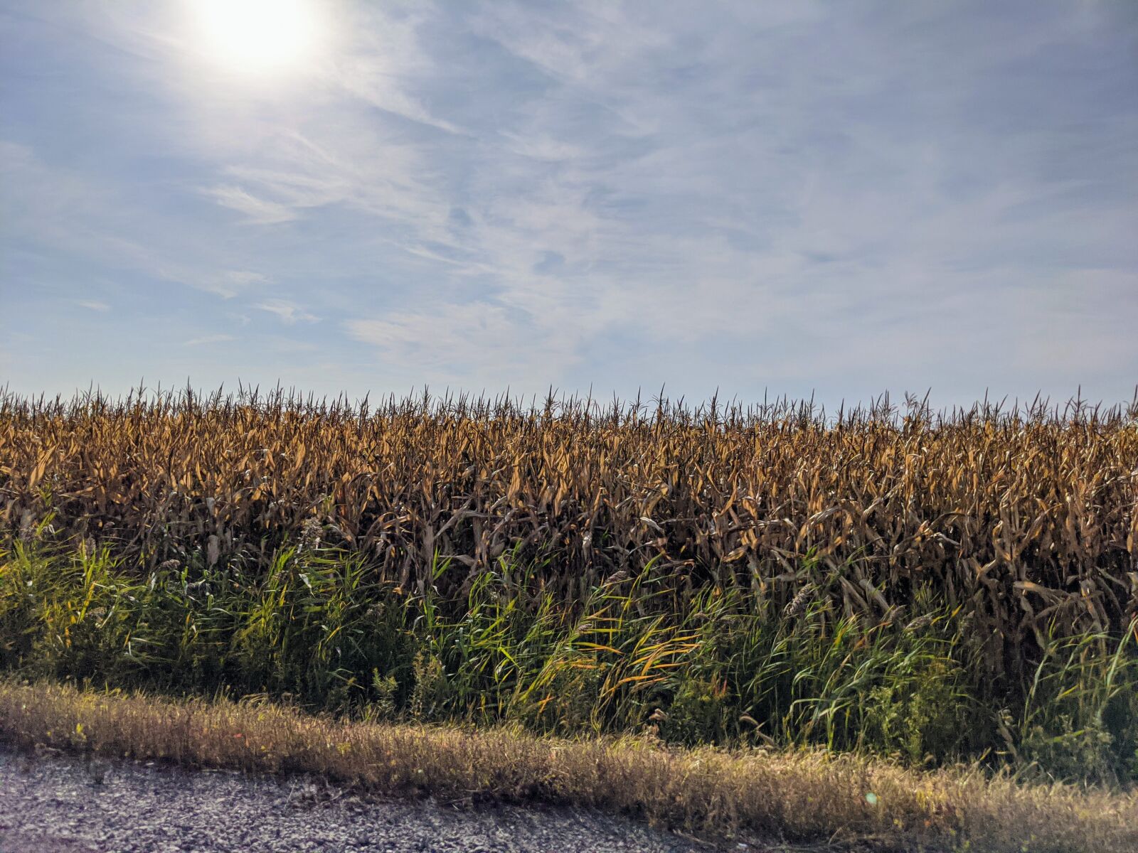 Google Pixel 4 XL sample photo. Fall, corn, field photography
