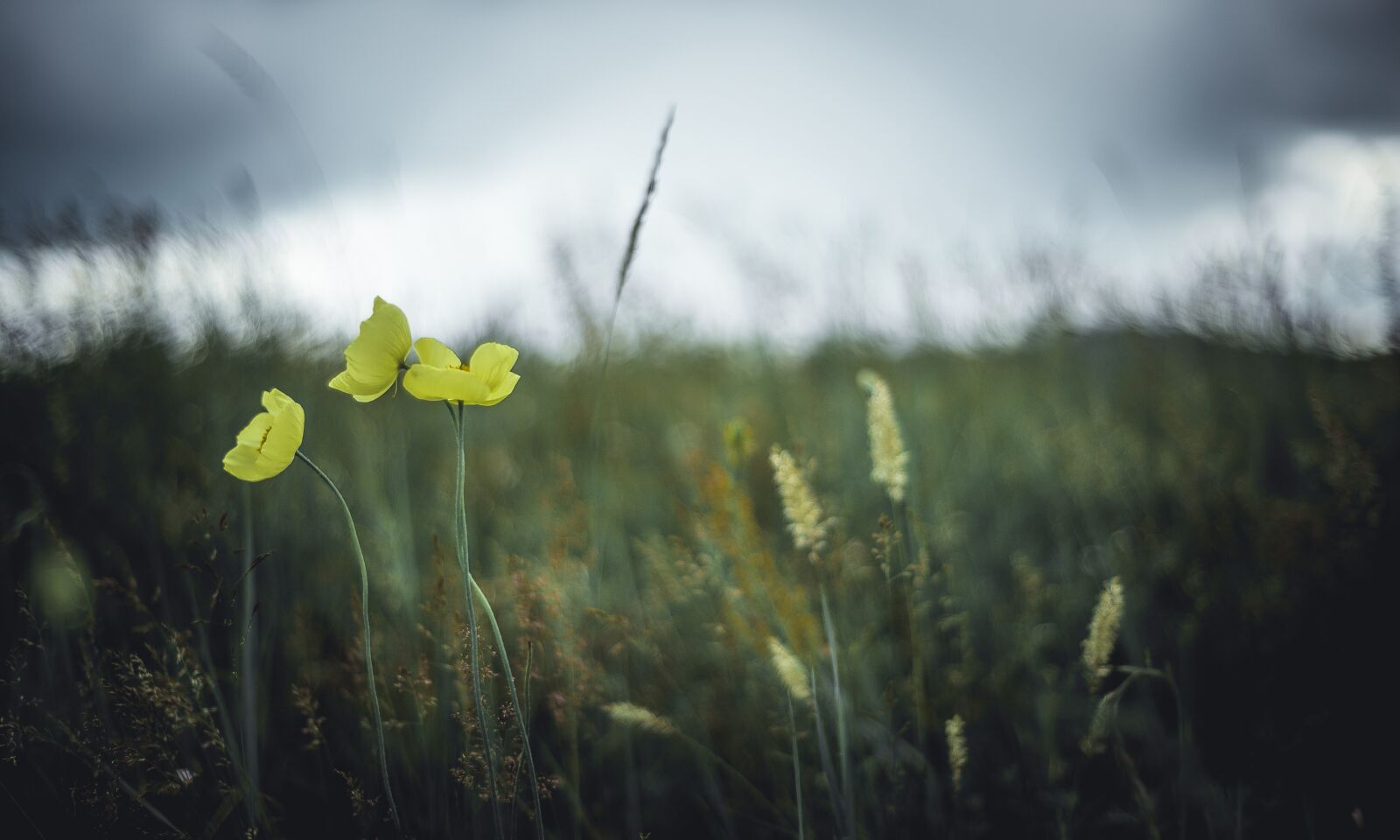 Nikon D610 sample photo. Nature, landscape, clouds photography