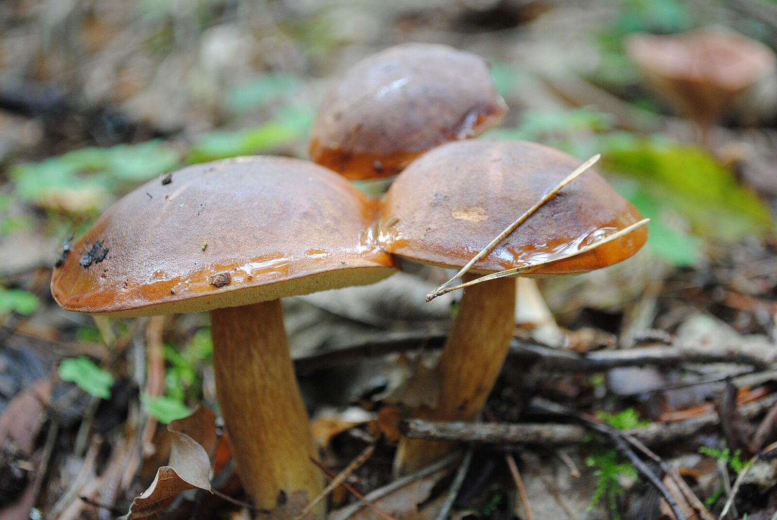 Nikon D3000 sample photo. Mushrooms, forest, nature photography