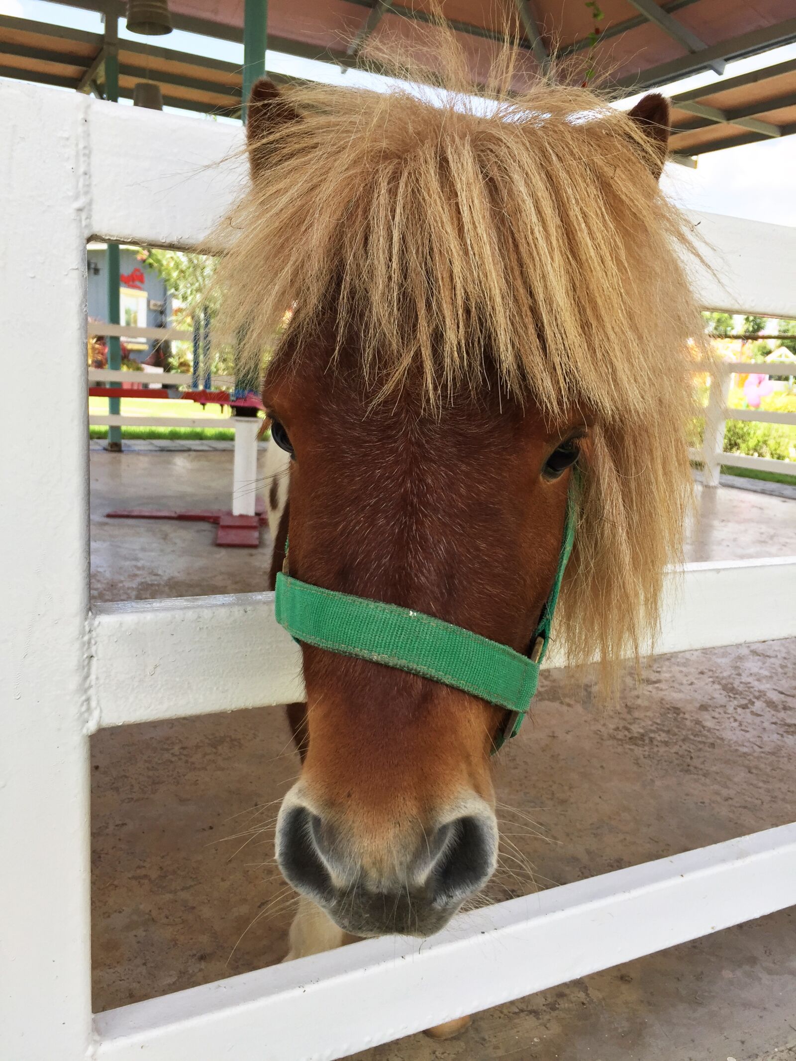 Apple iPhone 6 sample photo. Horses, horse, pets photography