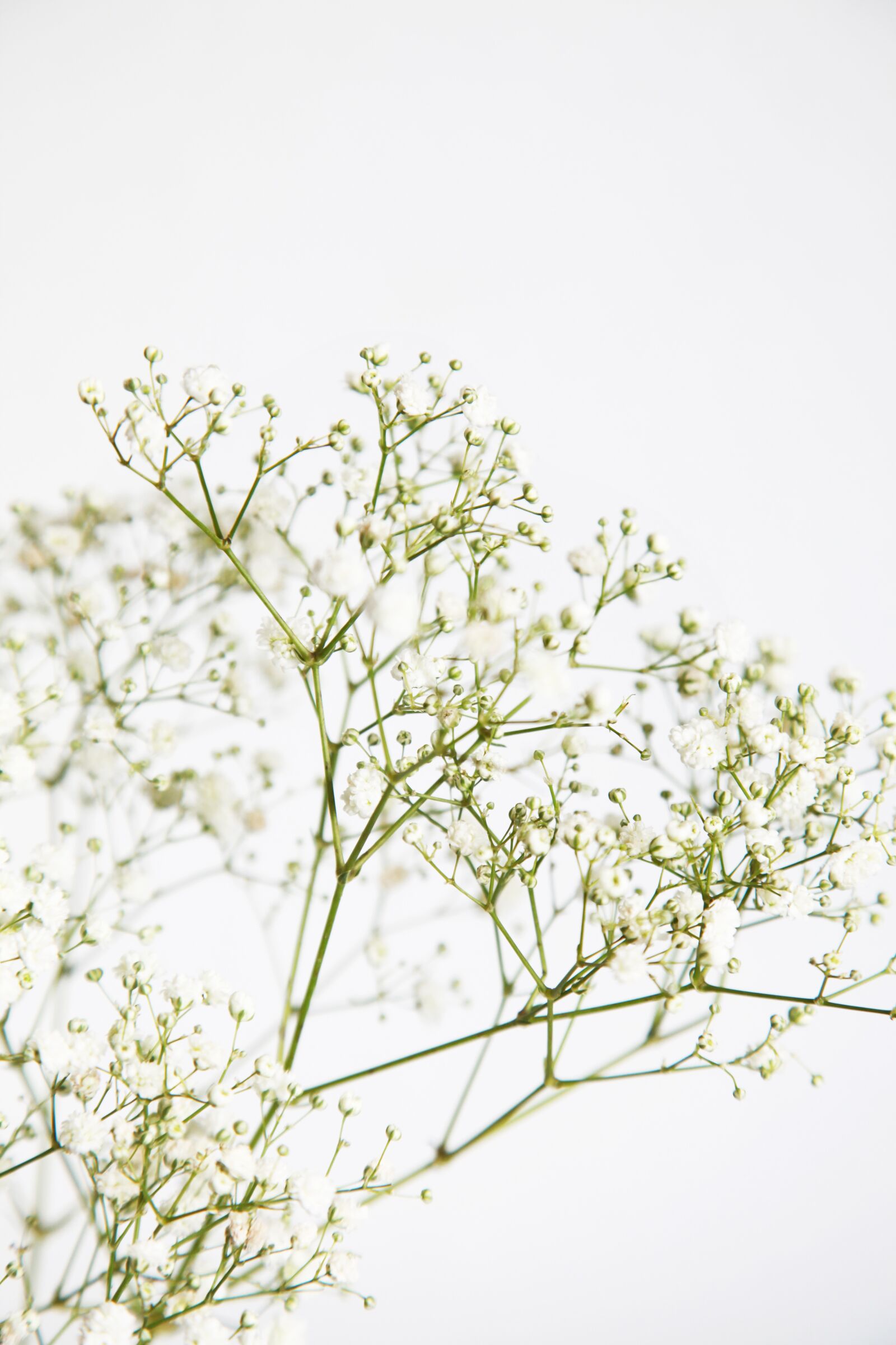 Canon EOS 5D Mark II sample photo. White, flowers, garden photography
