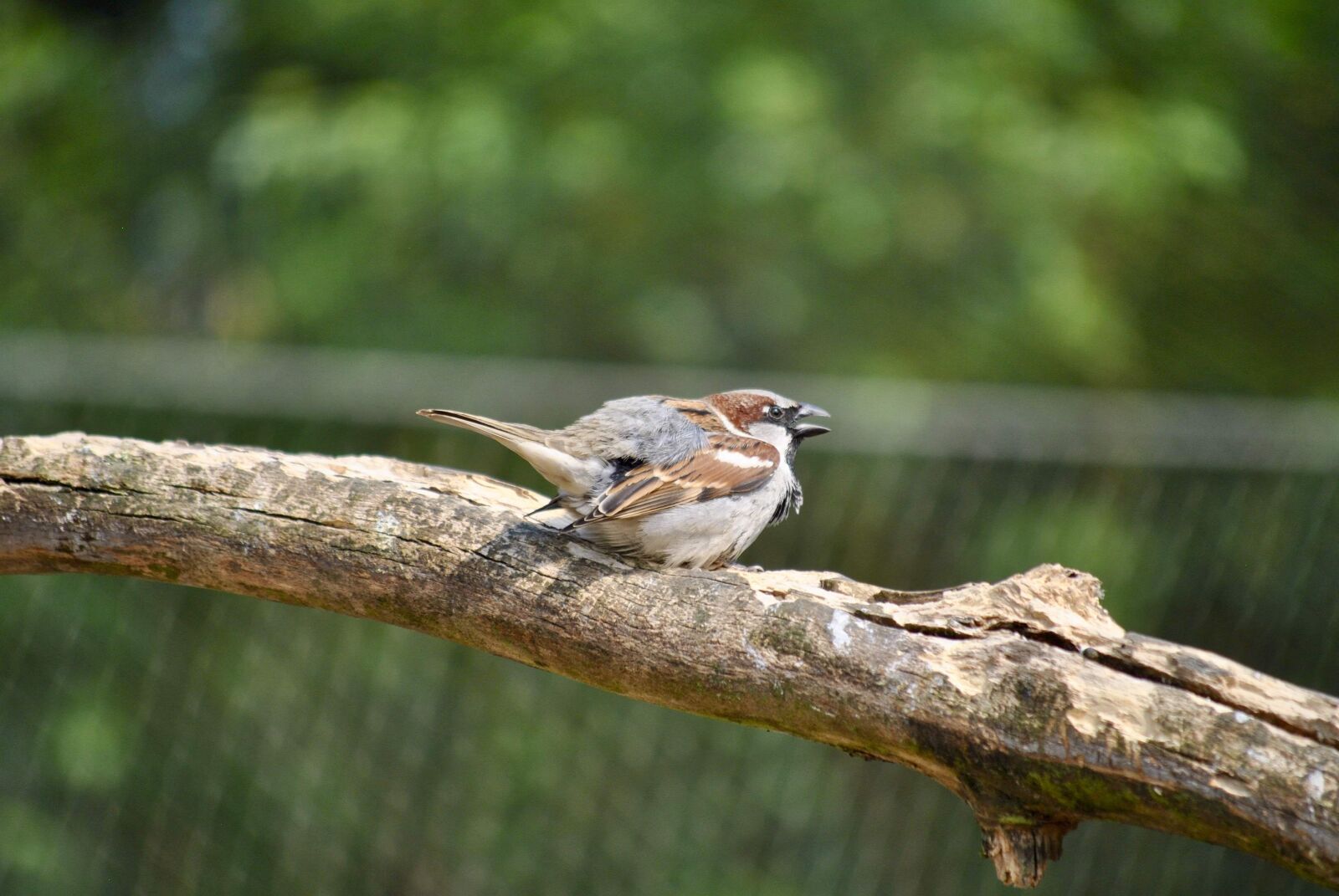 Nikon D3000 sample photo. Bird, petit, cerza photography