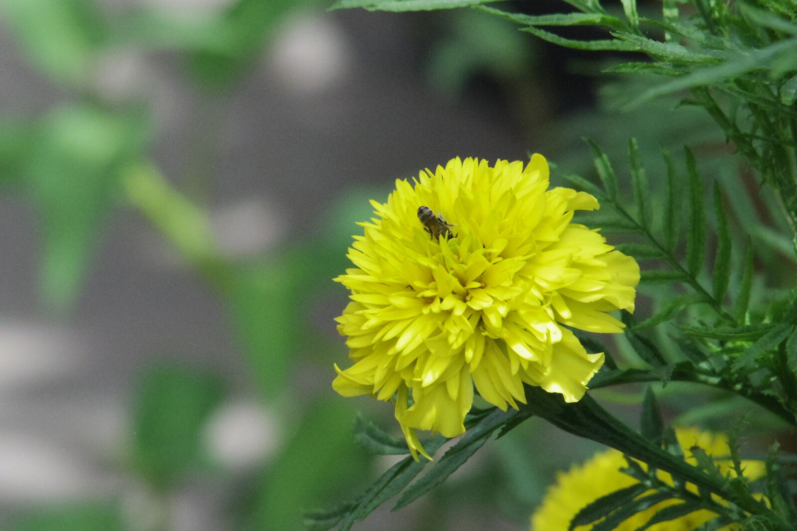 Pentax Q10 + Pentax 06 Telephoto 15-45mm sample photo. Yellow, flower, nature photography