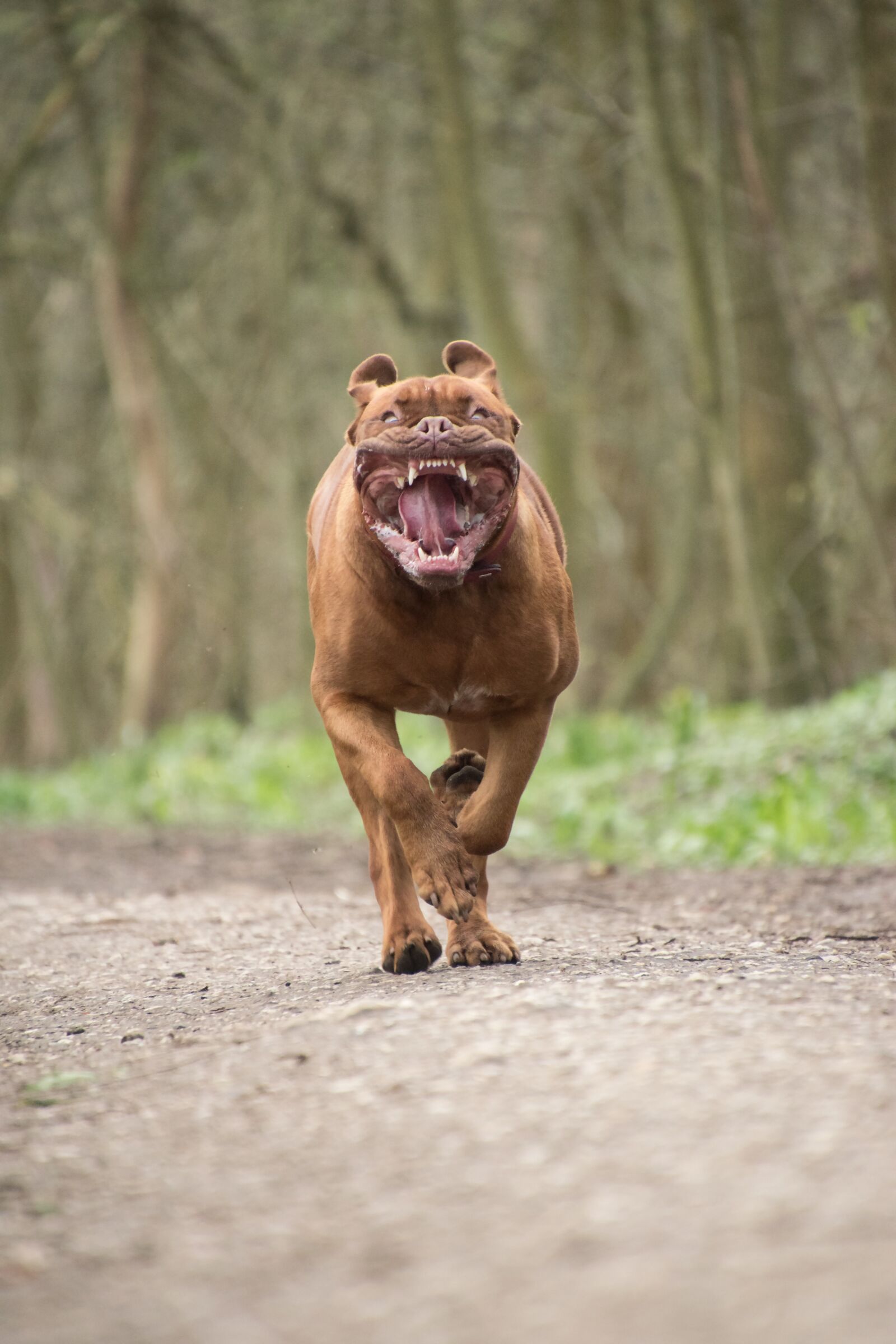 Nikon D5600 sample photo. Bordeaux mastiff, race, animal photography