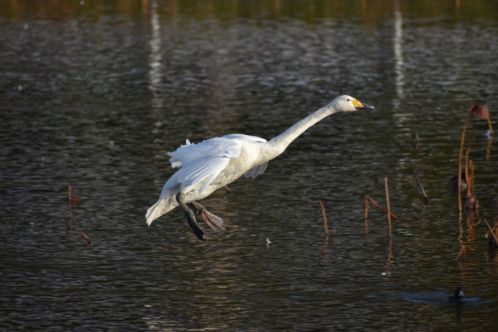Nikon D7200 sample photo. Animal, lake, waterside photography