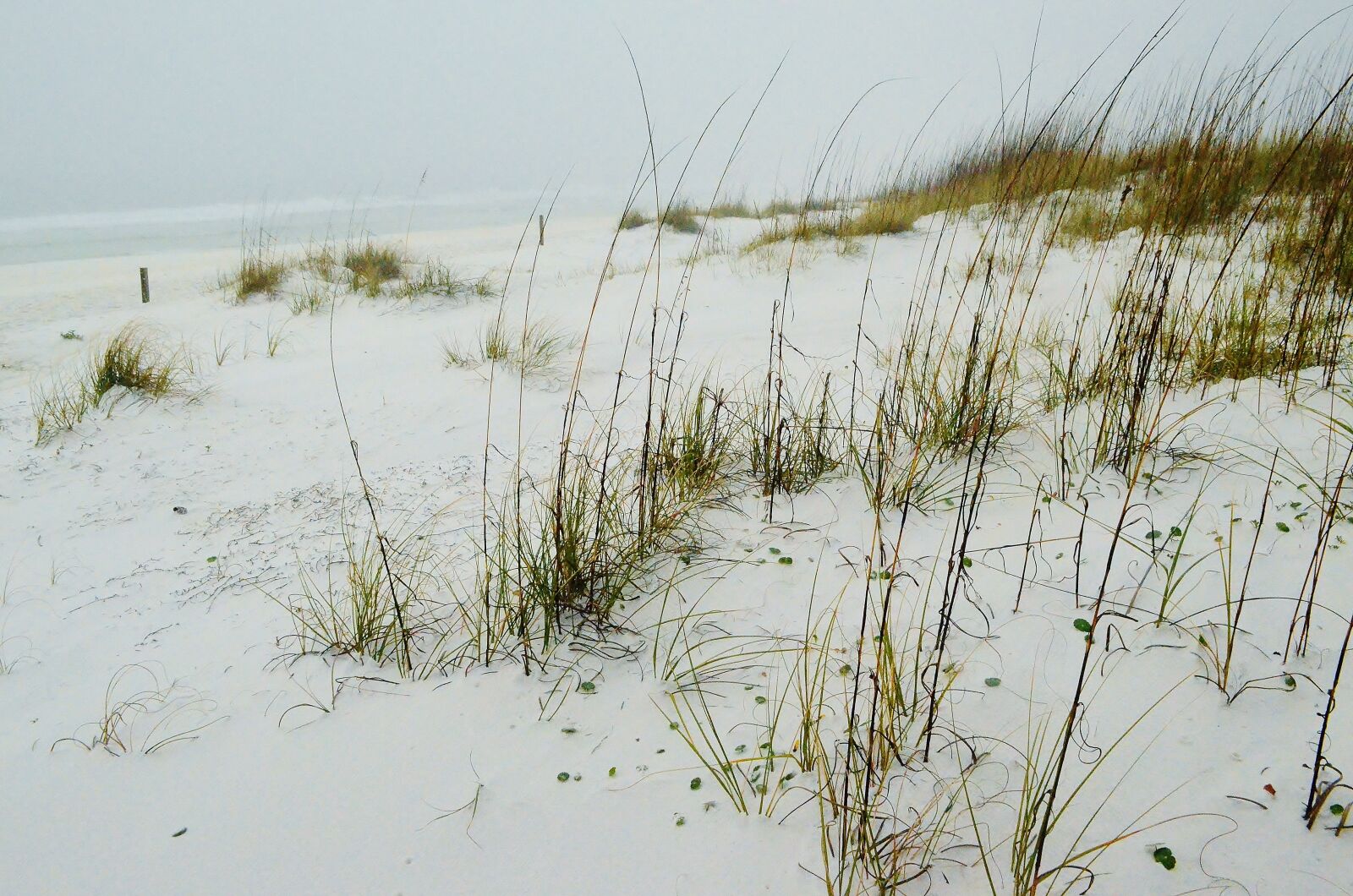 Nikon D5100 sample photo. Florida, usa, gulf coast photography