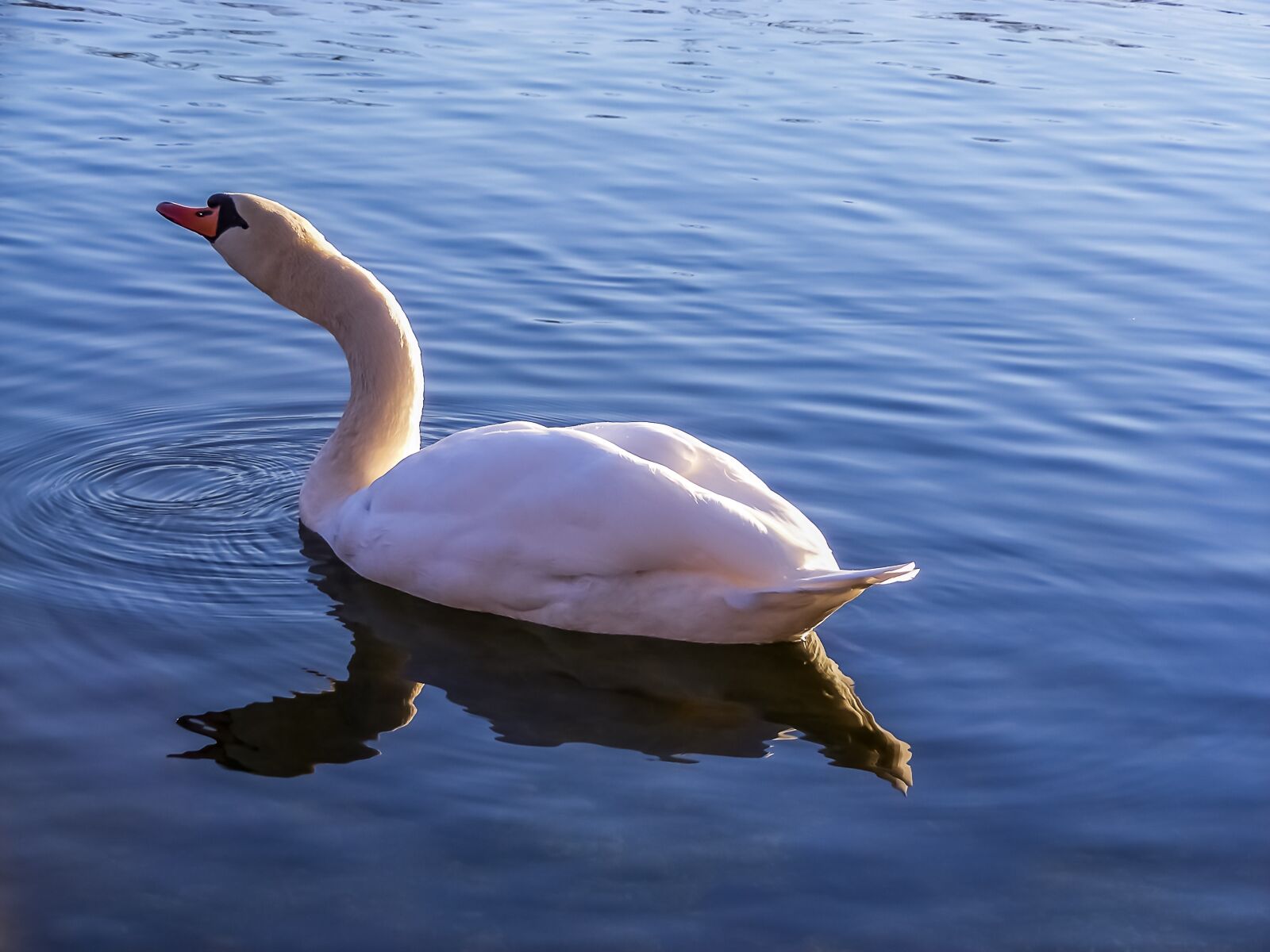 Fujifilm FinePix S5800 S800 sample photo. Swan, lake, water photography