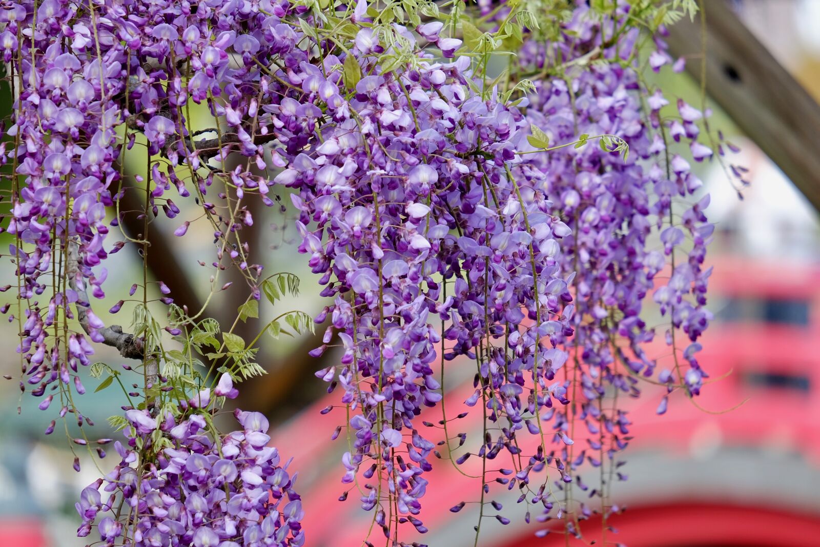 Fujifilm XF 55-200mm F3.5-4.8 R LM OIS sample photo. Flower, wisteria, purple photography