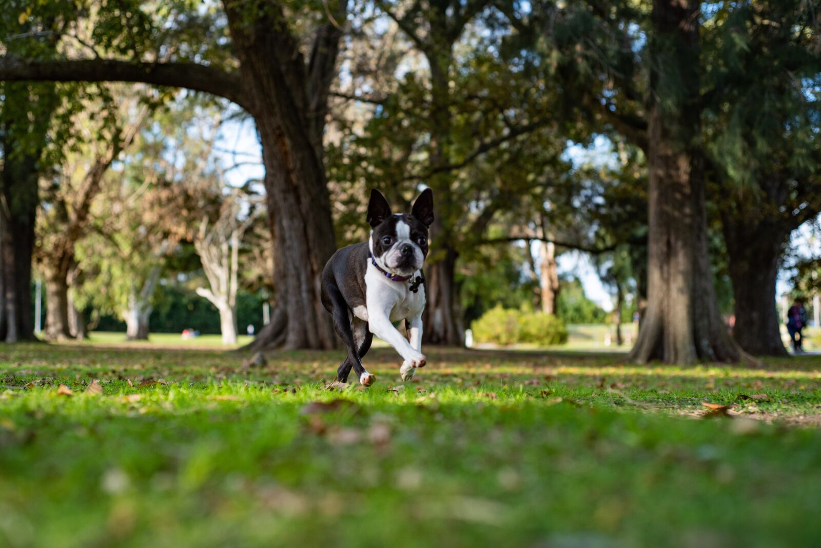 Nikon D750 sample photo. Dog, puppy, cachorro photography