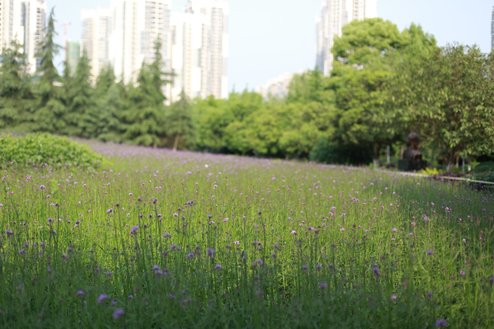 Canon EOS 6D + Canon EF 50mm F1.4 USM sample photo. The scenery, verbena, summer photography