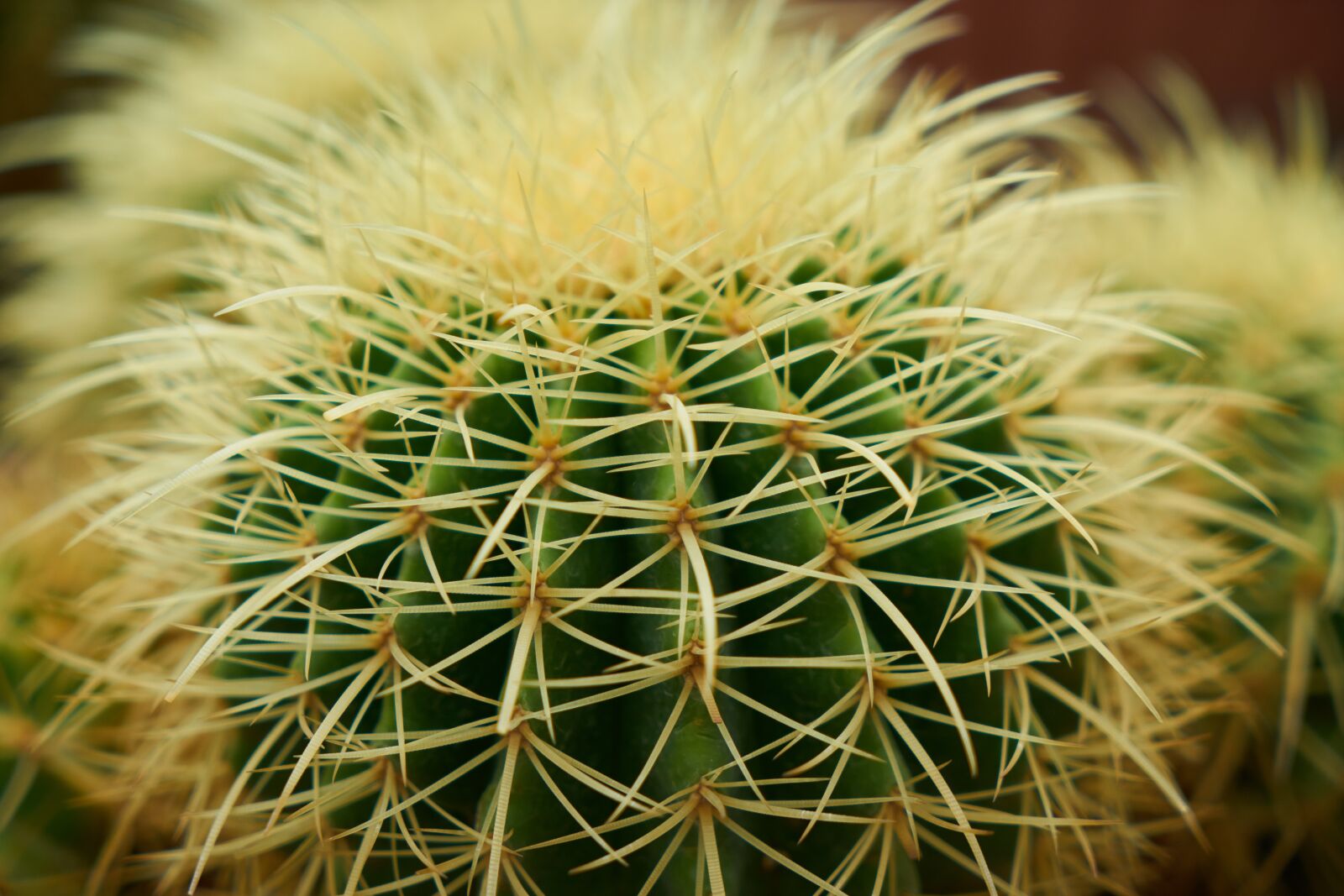 Sony a7R II sample photo. Cactus, plant, nature photography