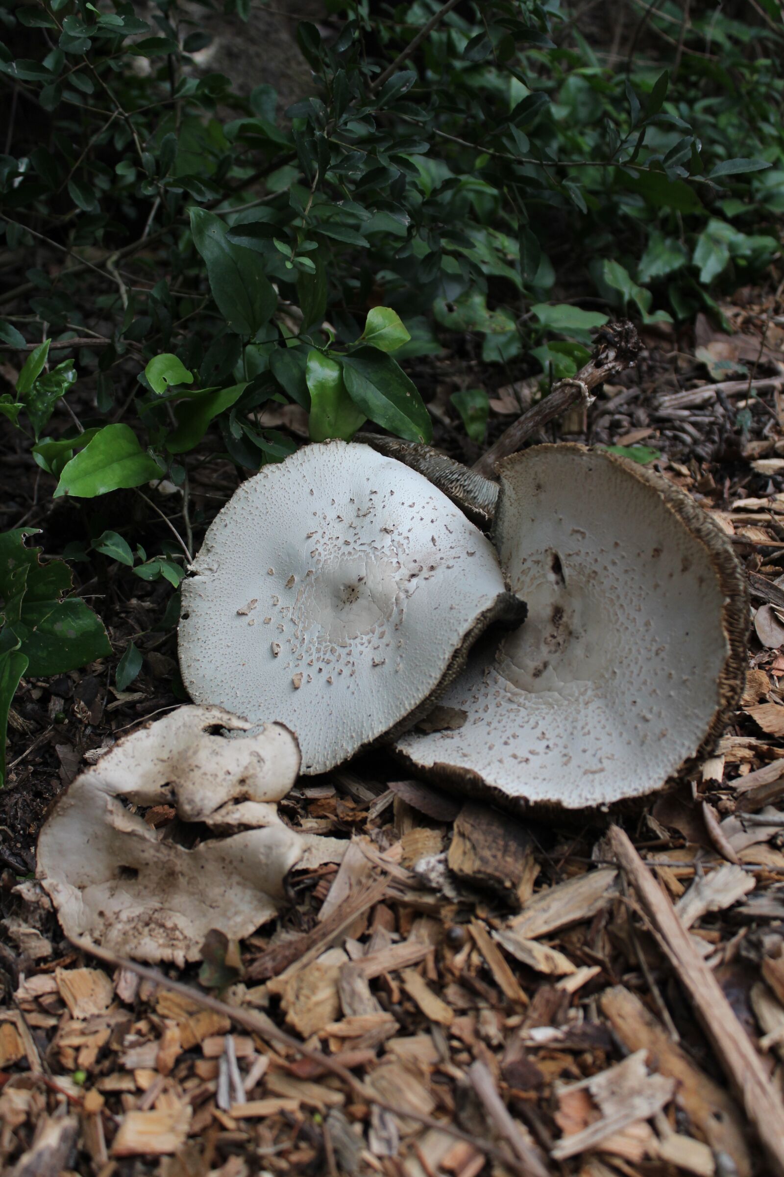 Canon EOS 650D (EOS Rebel T4i / EOS Kiss X6i) sample photo. Mushroom, fungus, plant photography