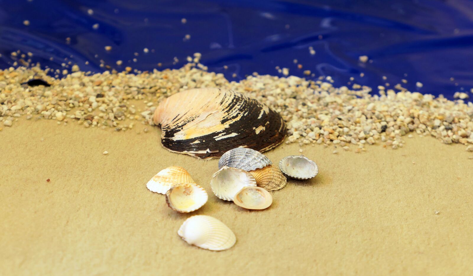 Panasonic Lumix DMC-LX10 (Lumix DMC-LX15) sample photo. Beach, mussels, sand photography