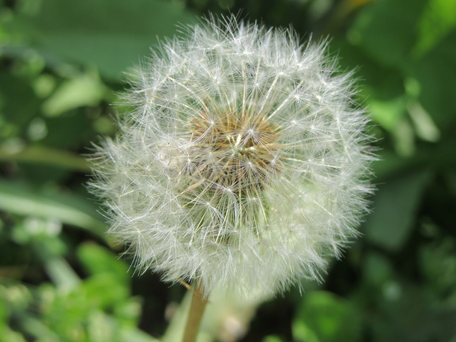 Canon PowerShot SX610 HS sample photo. Dandelion, blowing, white photography