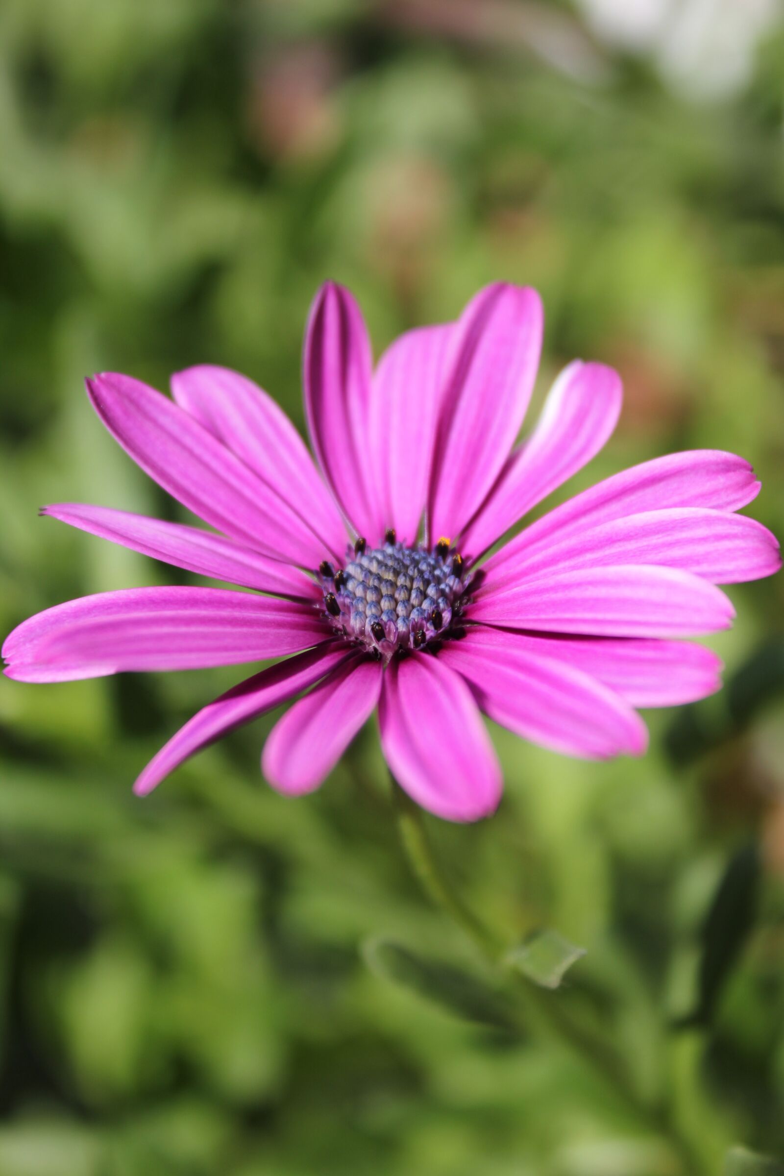 Canon EOS 550D (EOS Rebel T2i / EOS Kiss X4) sample photo. Violet, flower, purple photography