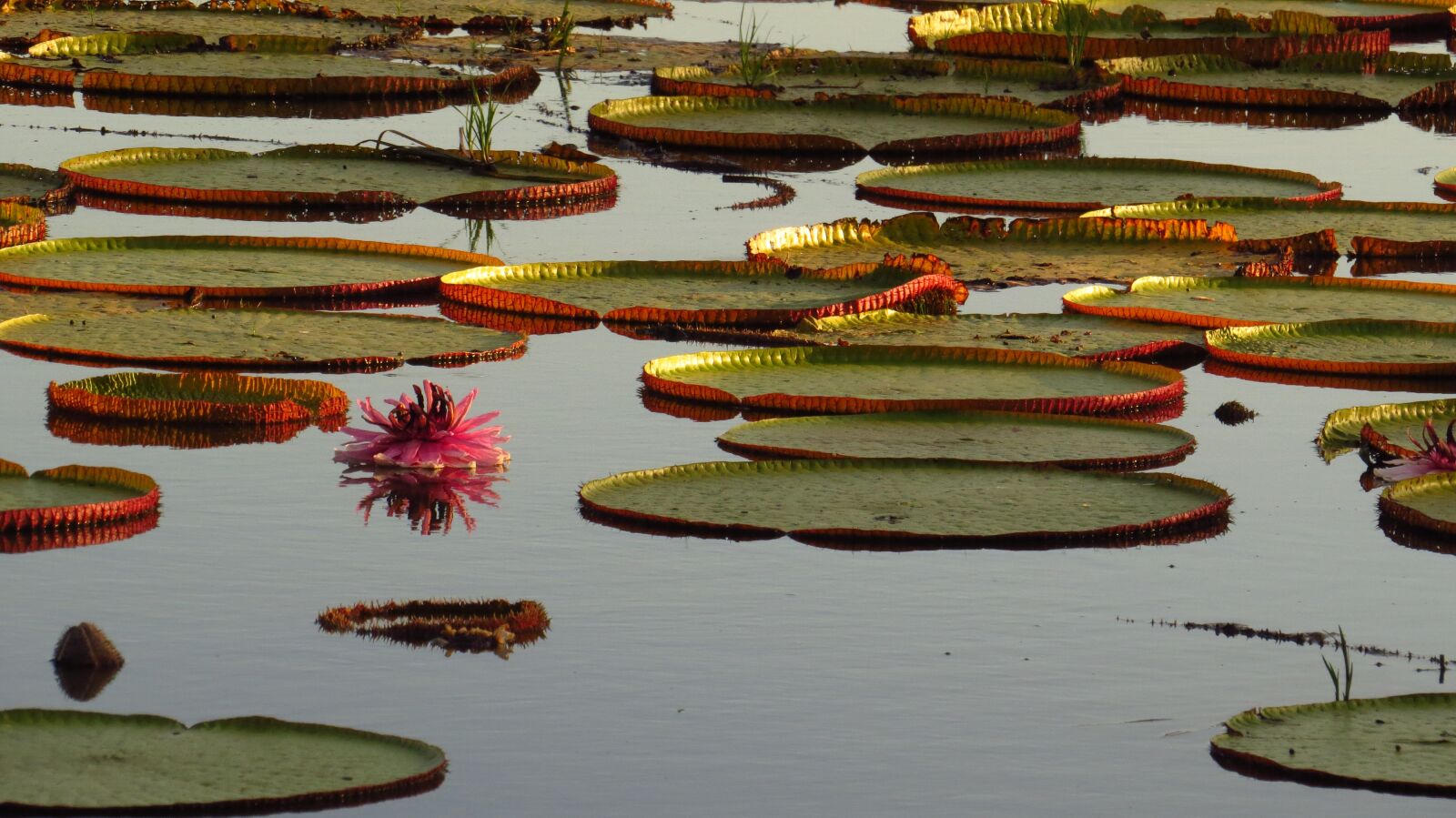 Canon PowerShot SX50 HS sample photo. Giant waterlily, victoria waterlily photography
