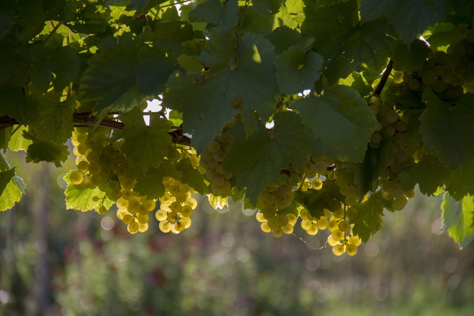 Canon EOS 7D sample photo. Grapes, yellow, harvest photography