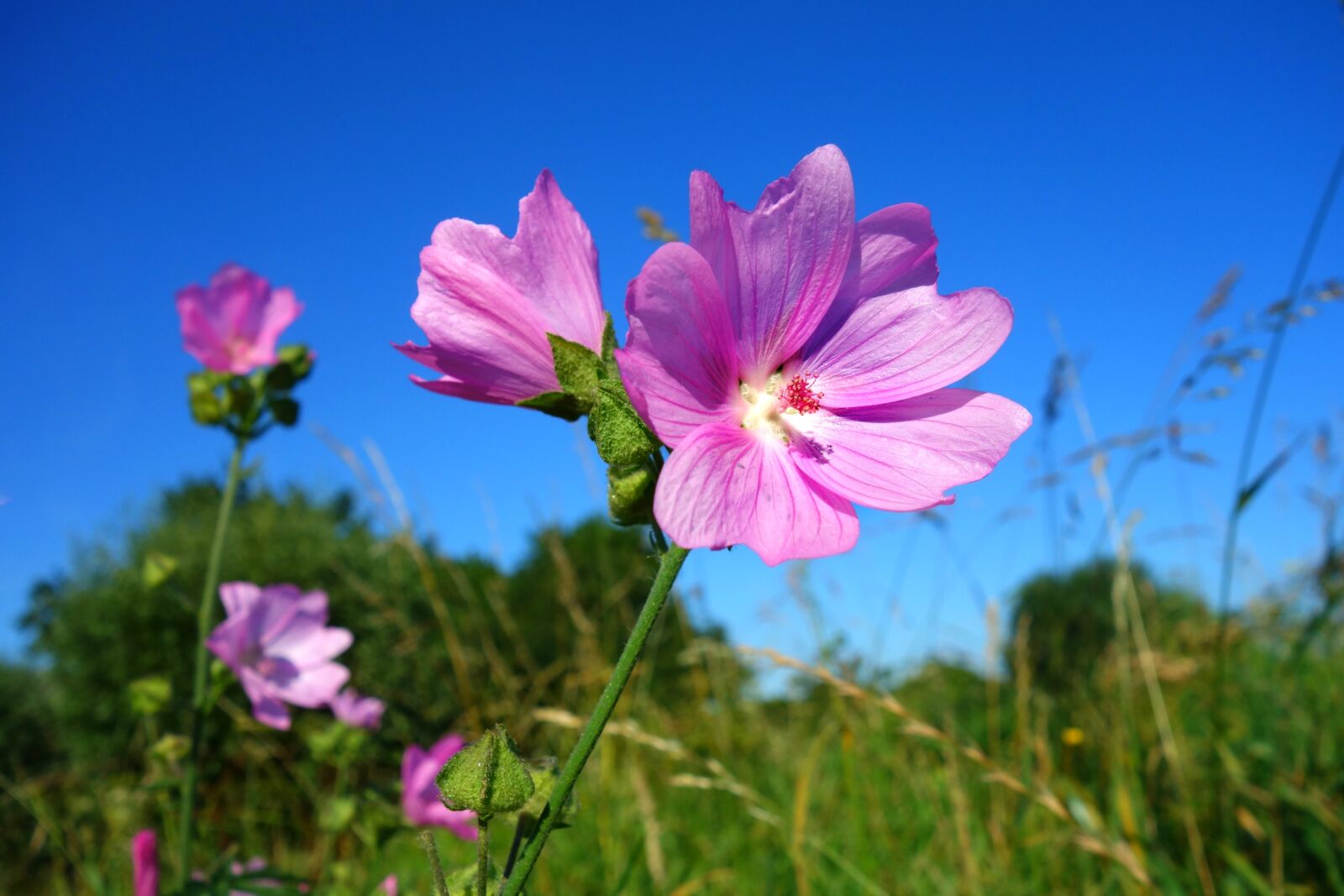 Sony Cyber-shot DSC-RX100 sample photo. Cranesbill, meadow cranesbill, flower photography