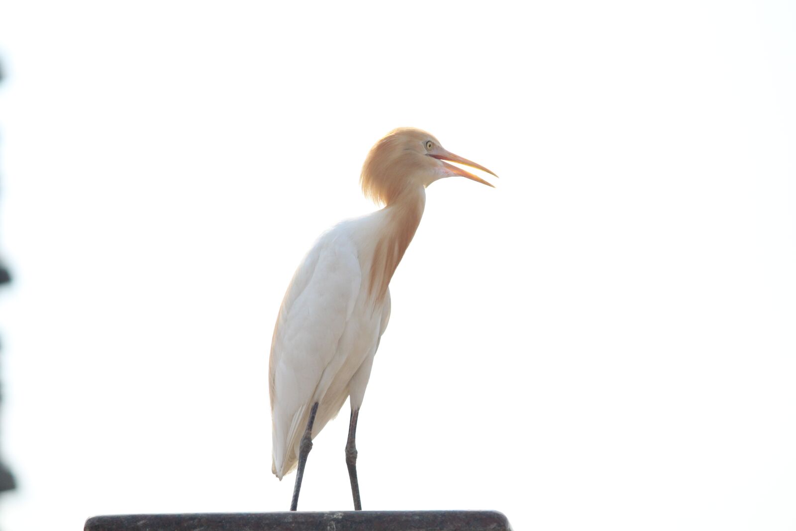 Canon EOS 1200D (EOS Rebel T5 / EOS Kiss X70 / EOS Hi) sample photo. Crane, bird, long-necked photography
