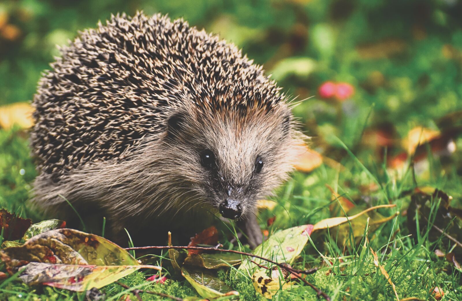 Nikon D7200 sample photo. Hedgehog, animal, spur photography