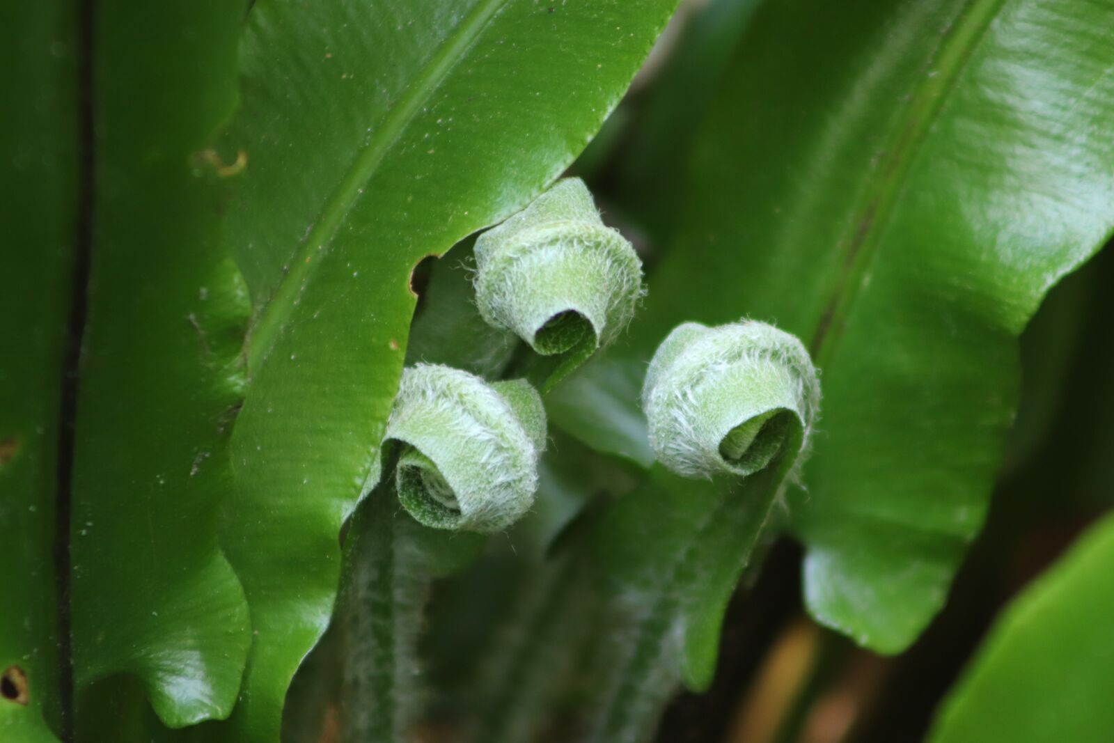 Canon EOS 800D (EOS Rebel T7i / EOS Kiss X9i) sample photo. Snake farm, fern, sprout photography