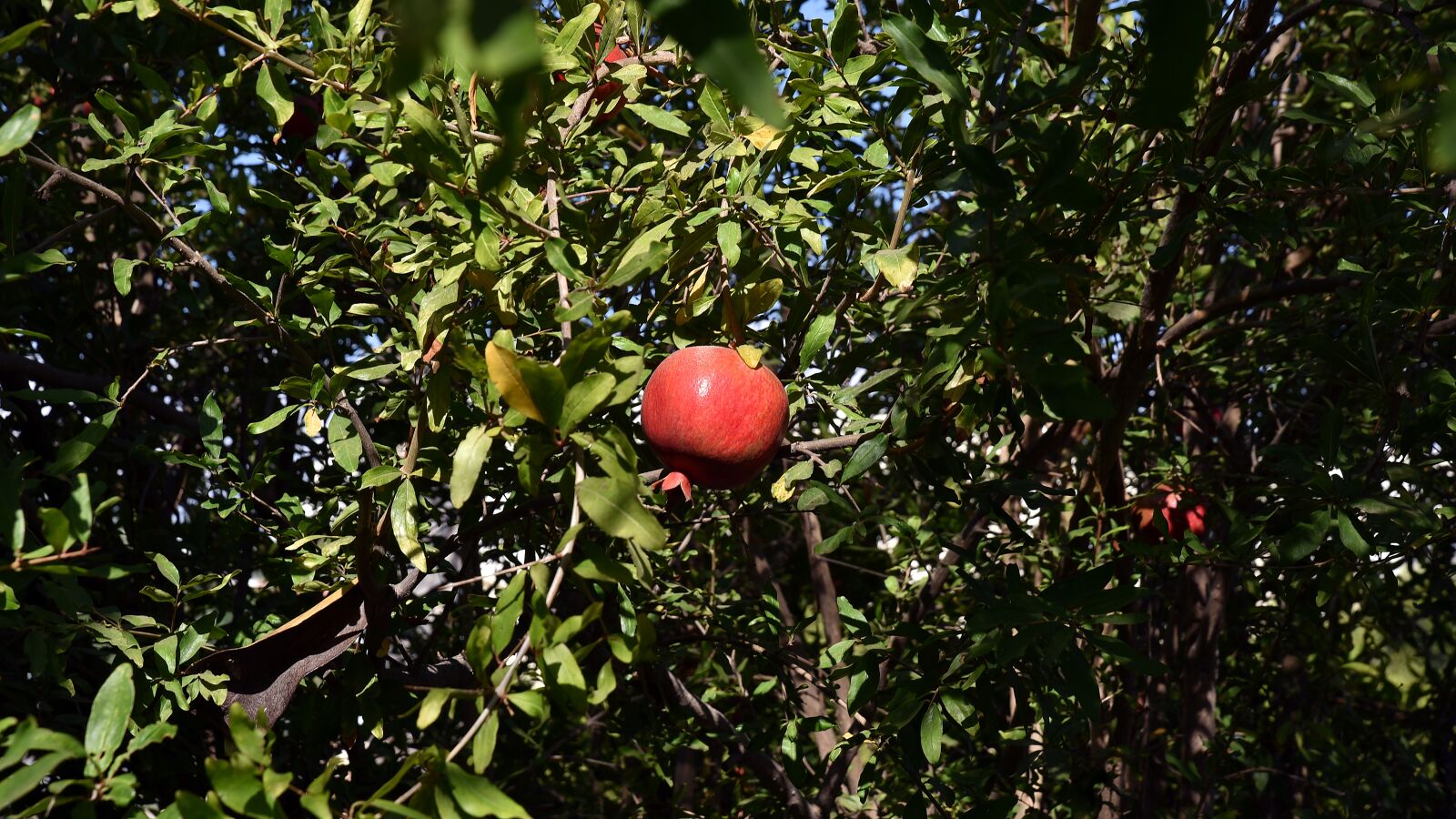 Nikon D750 sample photo. Pomegranate, fruit, fresh fruits photography