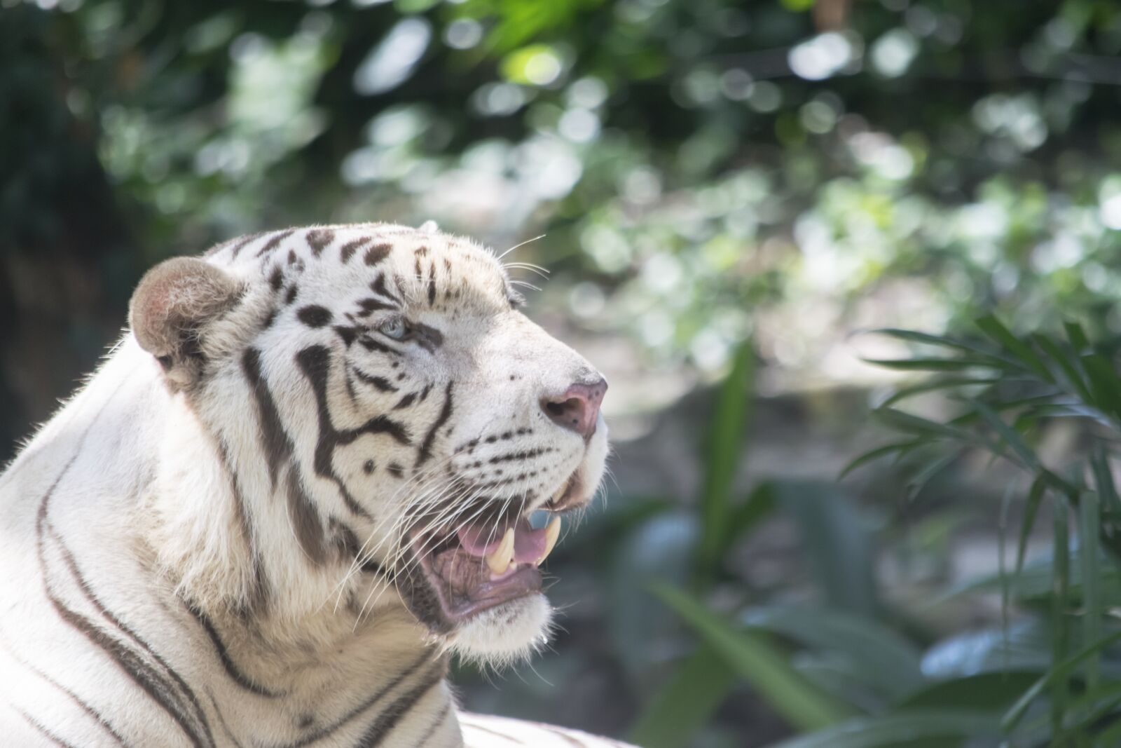 Nikon D5300 sample photo. White tiger, tiger, cat photography