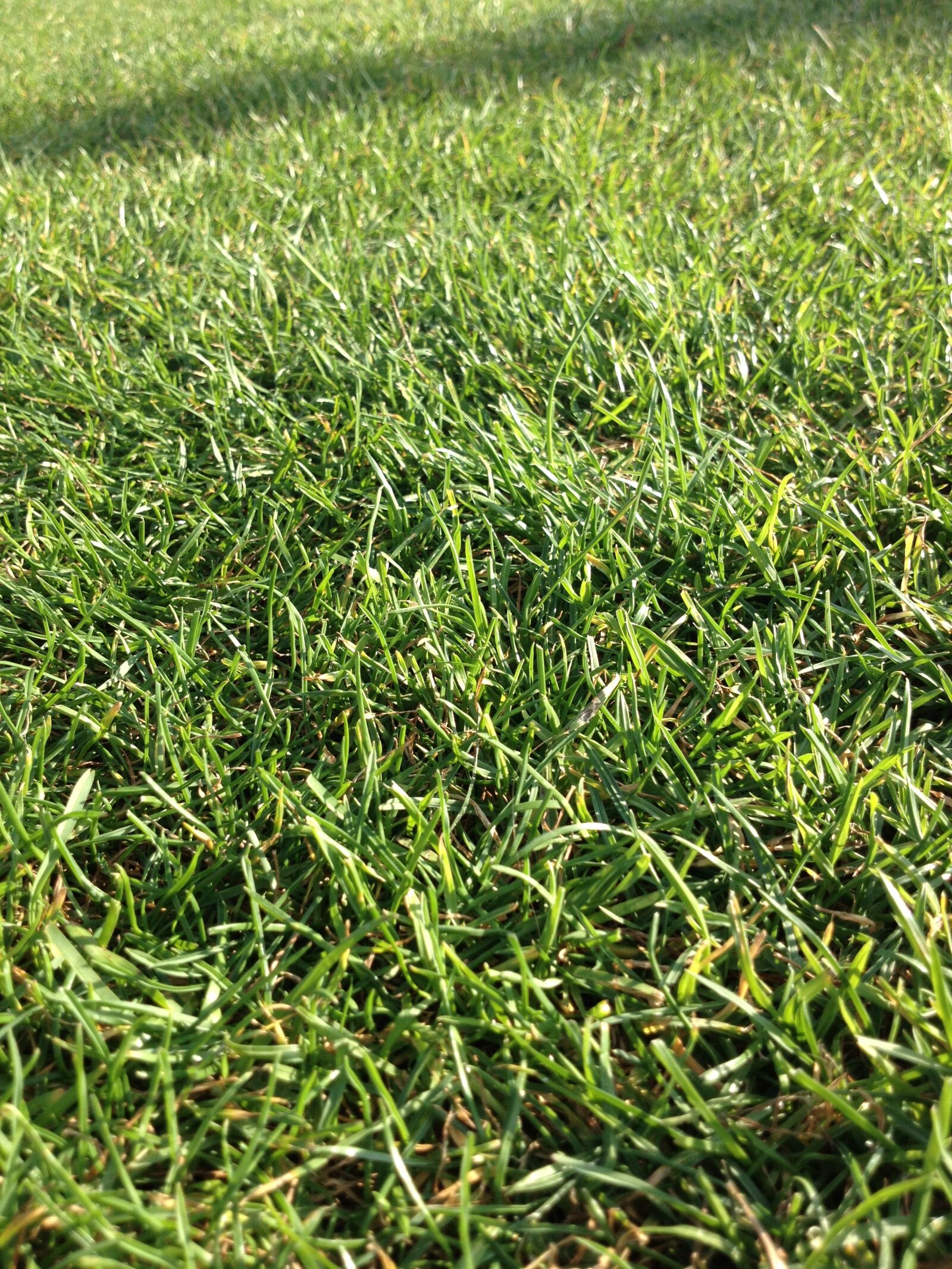 iPhone 4S back camera 4.28mm f/2.4 sample photo. Grass, field, green photography