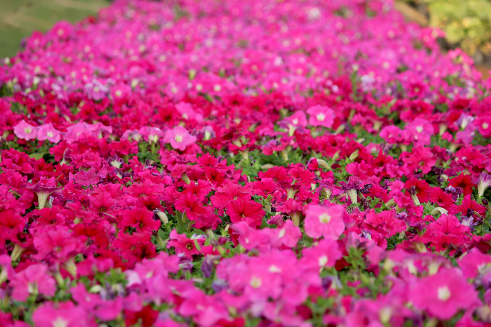 Canon EOS 600D (Rebel EOS T3i / EOS Kiss X5) sample photo. Beautiful, flowers photography