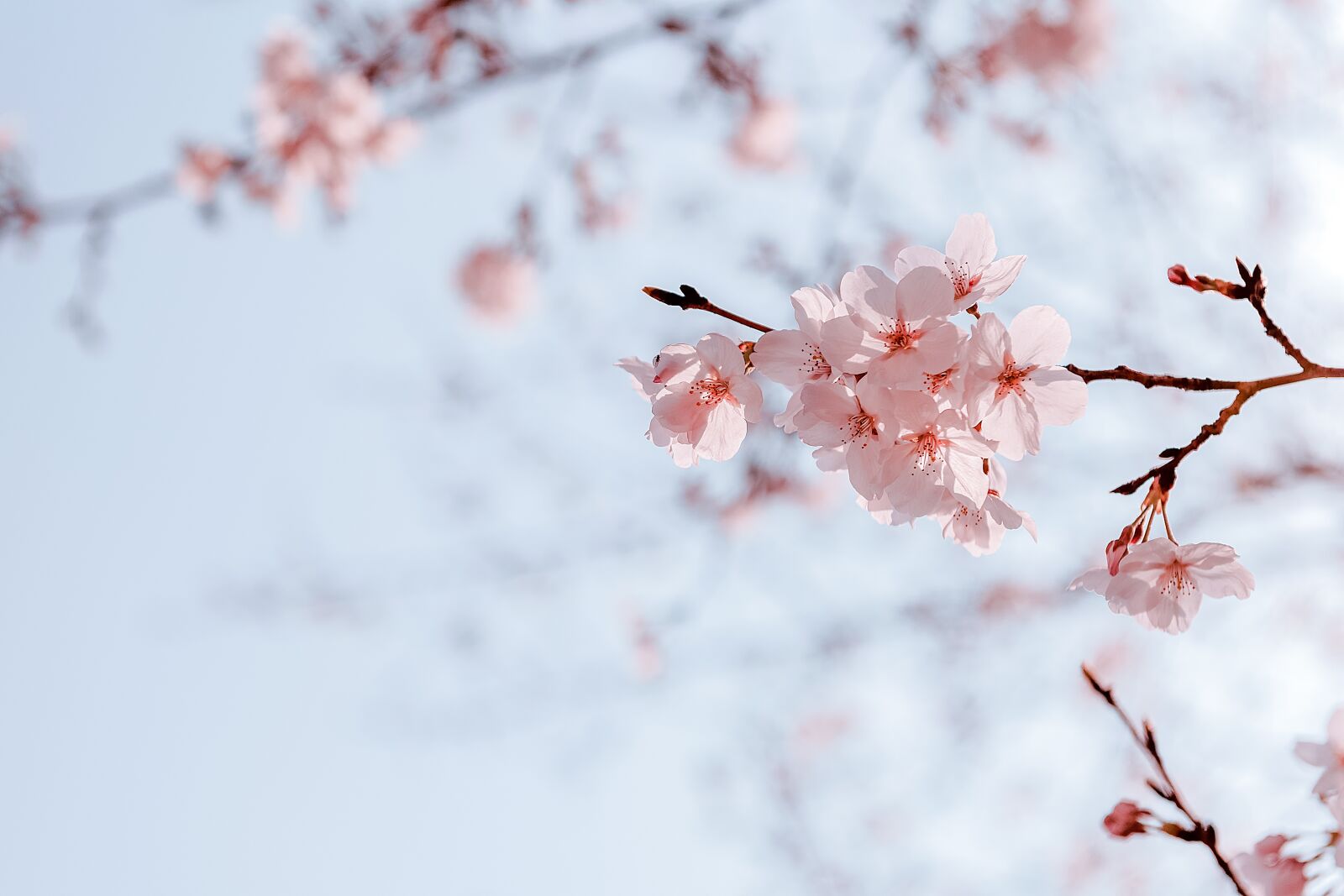 Nikon D850 sample photo. Cherry blossoms, flower, pink photography