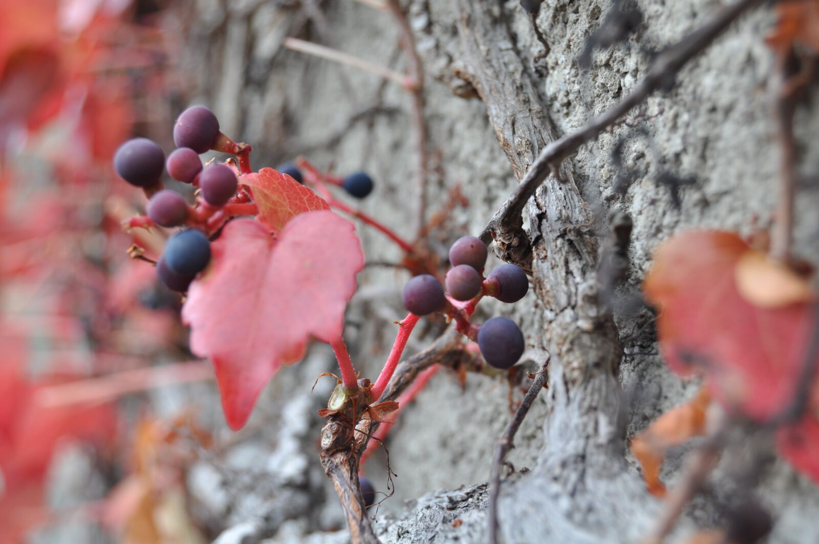 Nikon D5000 sample photo. Botanic, botanical garden, bonatical photography