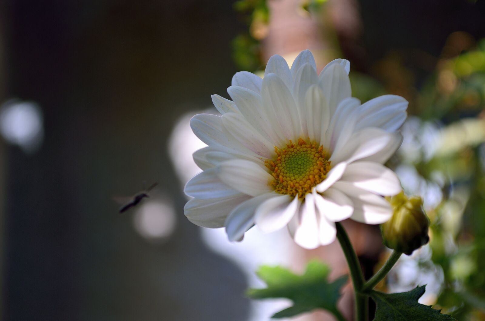 Nikon D5100 sample photo. Flora, nature, flower photography