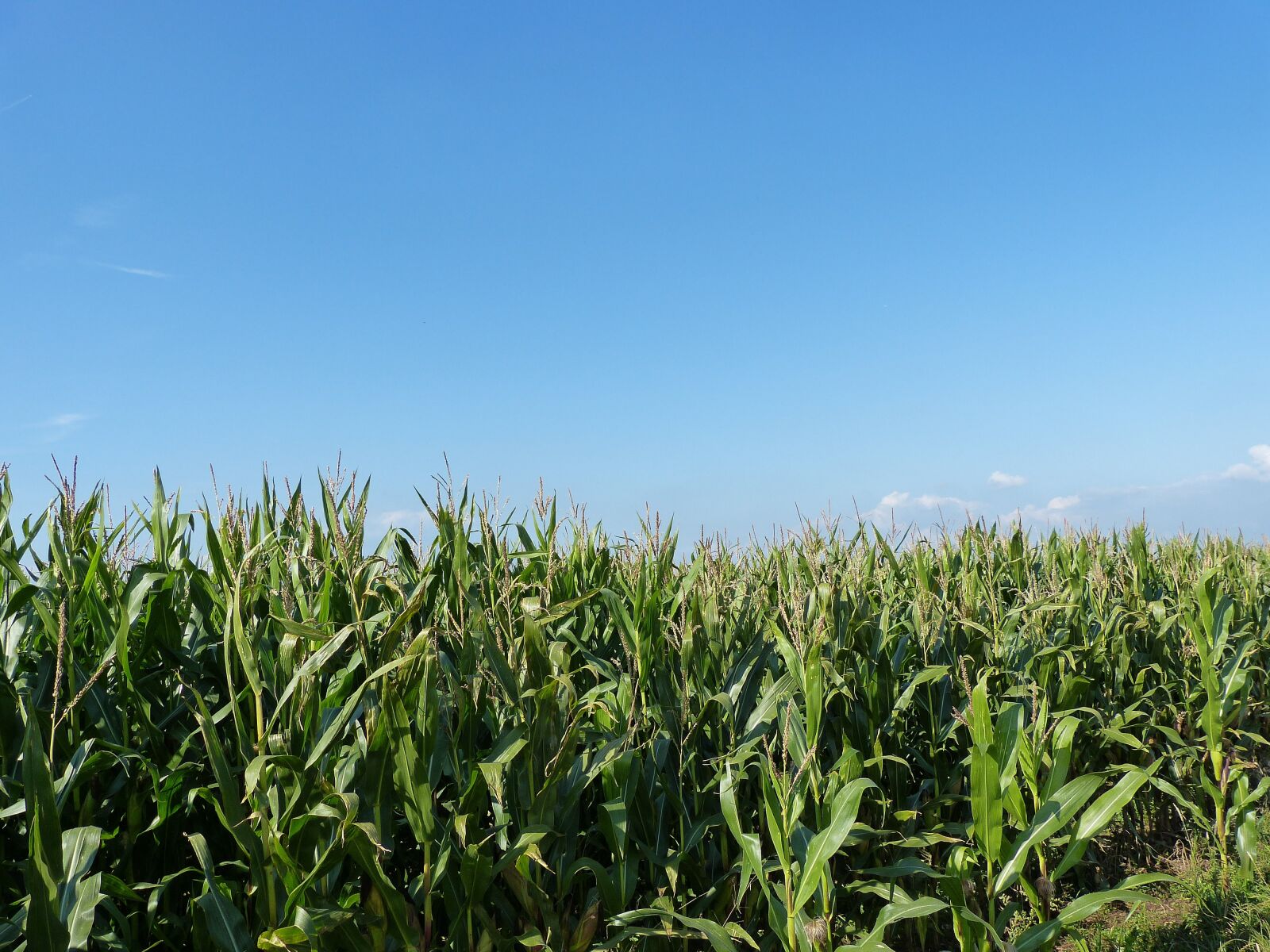 Panasonic Lumix DMC-FZ150 sample photo. Field, cornfield, nature photography
