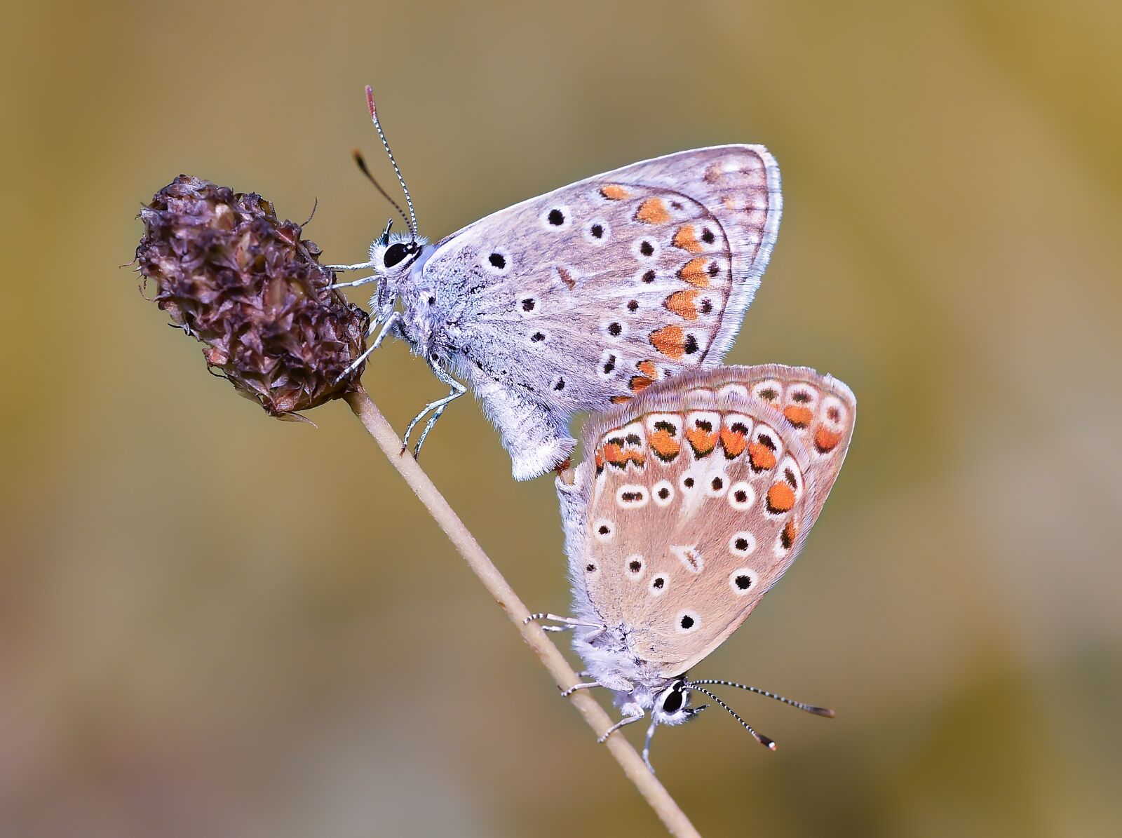 Nikon D750 sample photo. Kelebek, butterfly, macro photography