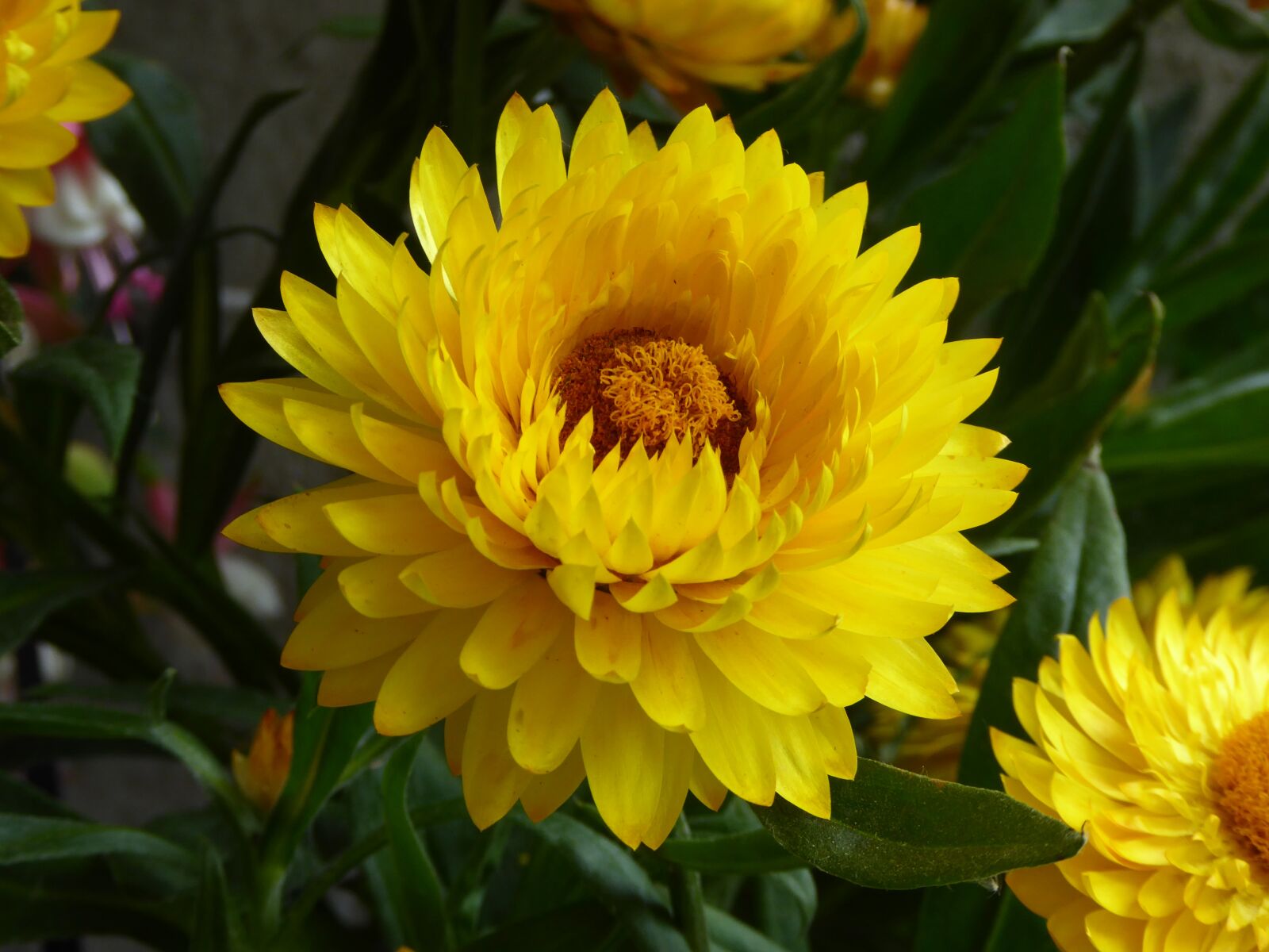 Panasonic DMC-TZ61 sample photo. Italicum, yellow, colorful photography