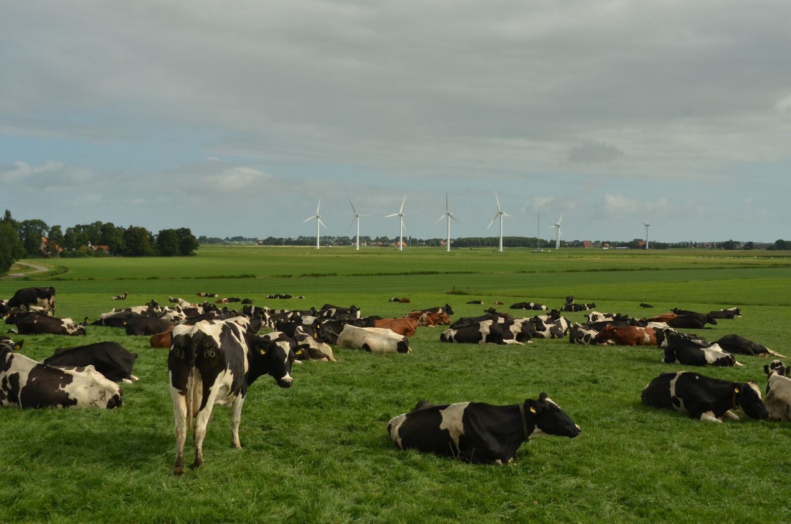 Nikon D7000 sample photo. Cow, beef, cattle photography