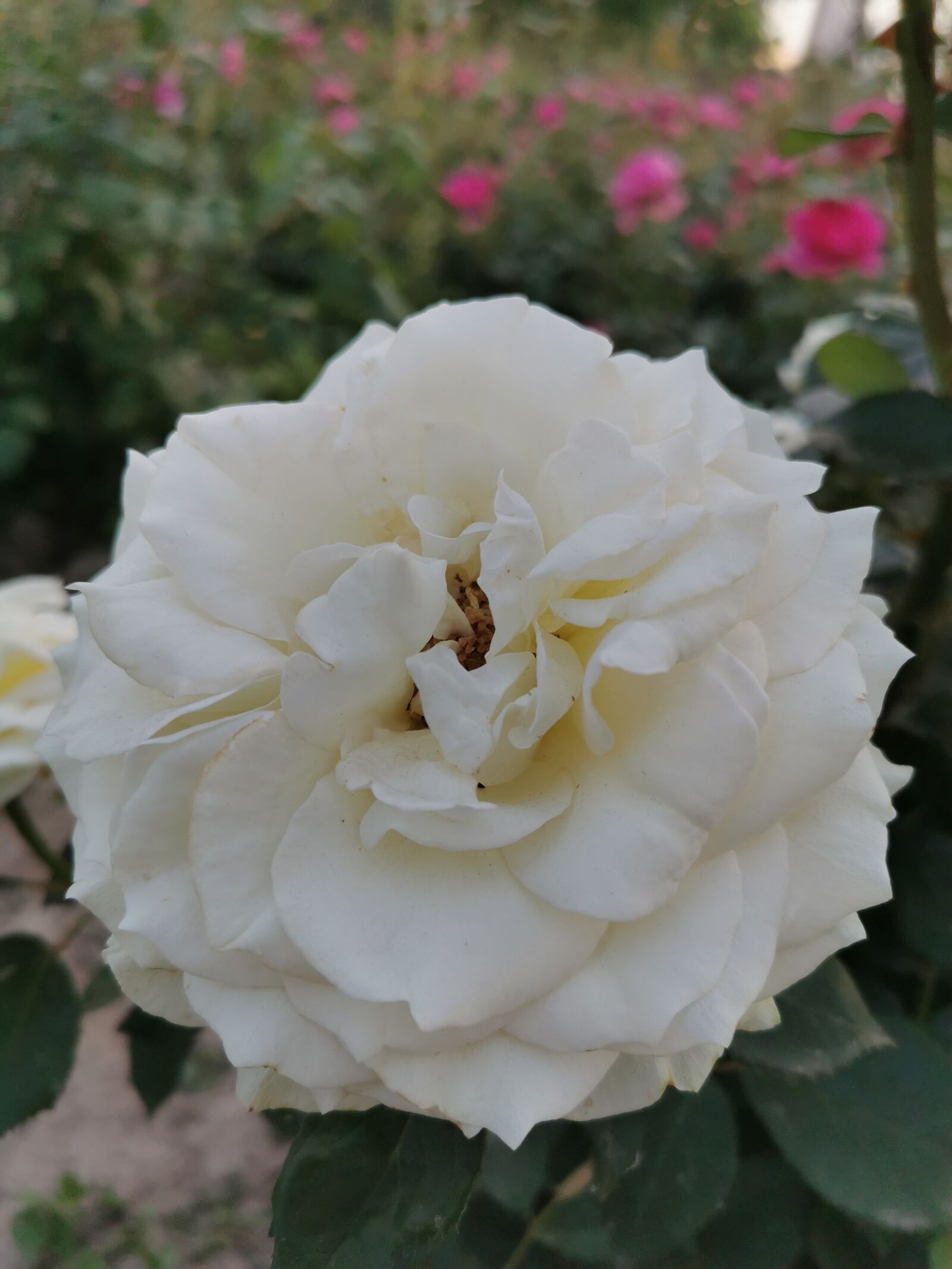 HUAWEI P30 sample photo. Peony, white, stacked flap photography