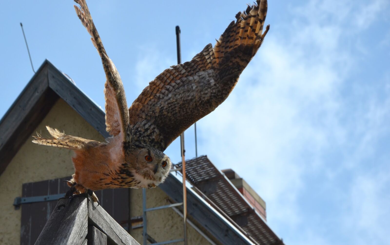 Nikon D5100 sample photo. Owl, departure, start photography