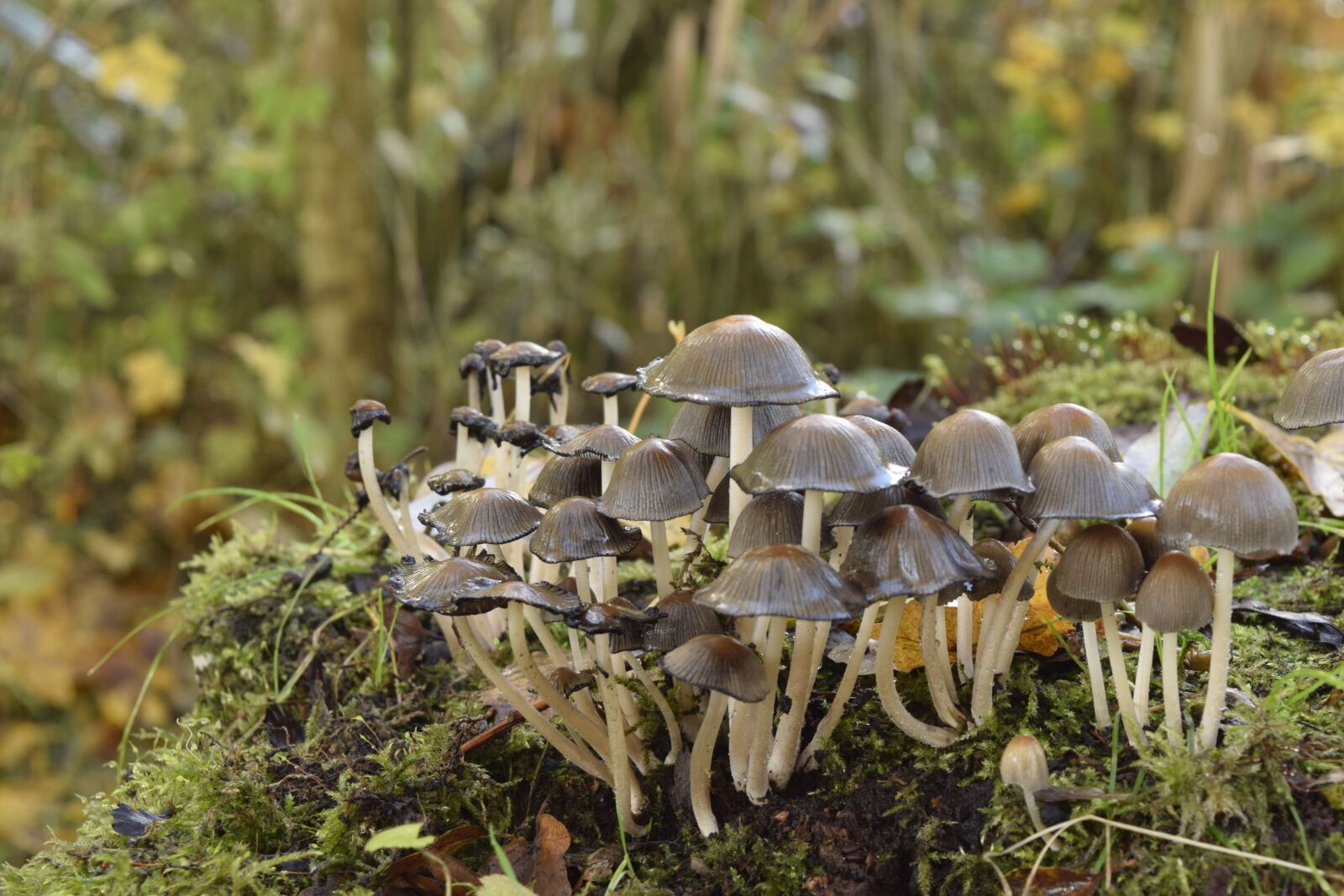 Nikon D3300 sample photo. Fungi, nature, mushroom photography