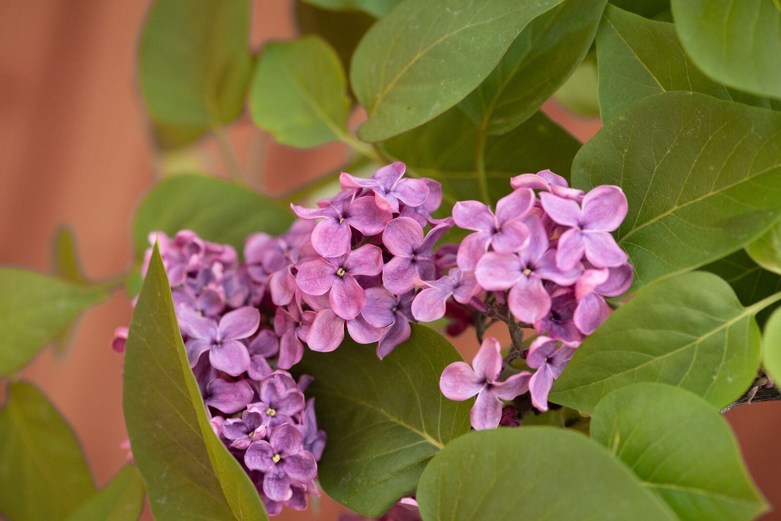 Nikon D750 sample photo. Lilac, blossom, bloom photography
