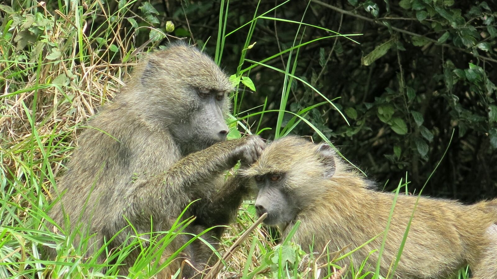 Canon PowerShot G15 sample photo. Ape, arusha national park photography