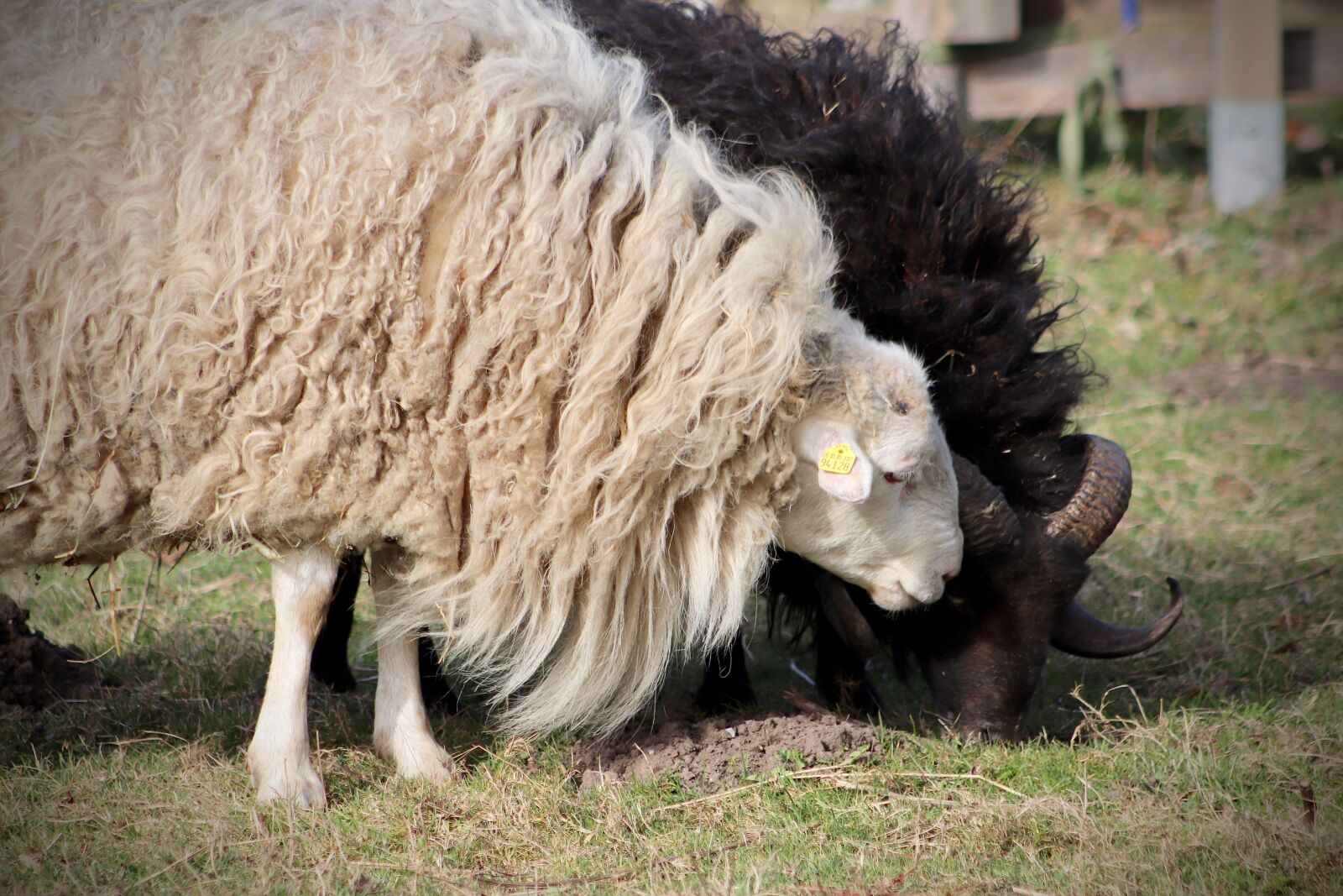 Canon EOS 800D (EOS Rebel T7i / EOS Kiss X9i) sample photo. Sheep, livestock, pet photography