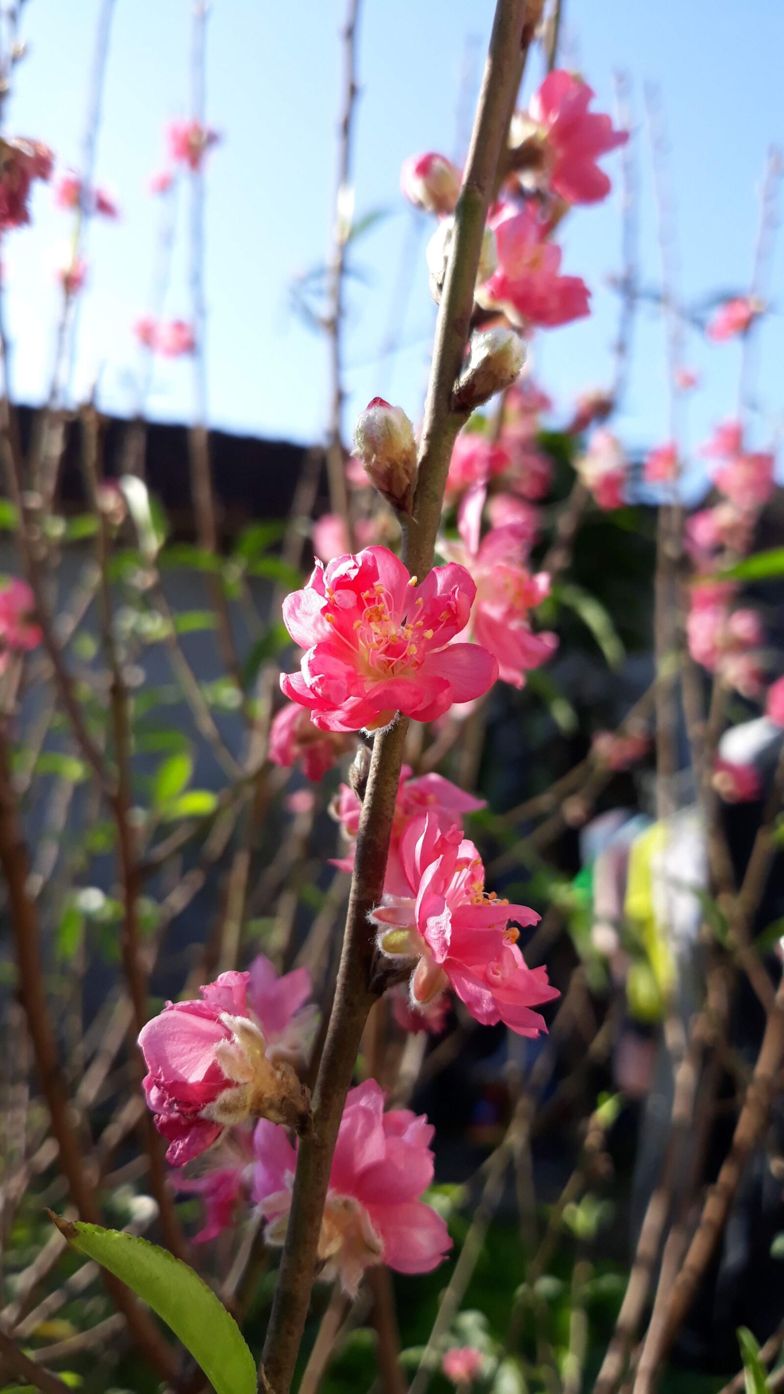 Samsung Galaxy J7 Pro sample photo. Peach blossom, red, flower photography