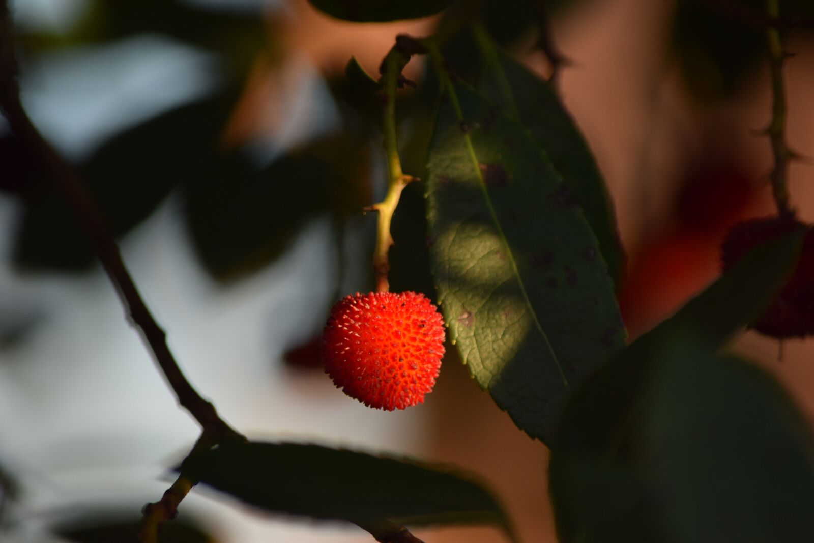 Nikon D5300 sample photo. Strawberry tree, autumn, leaf photography