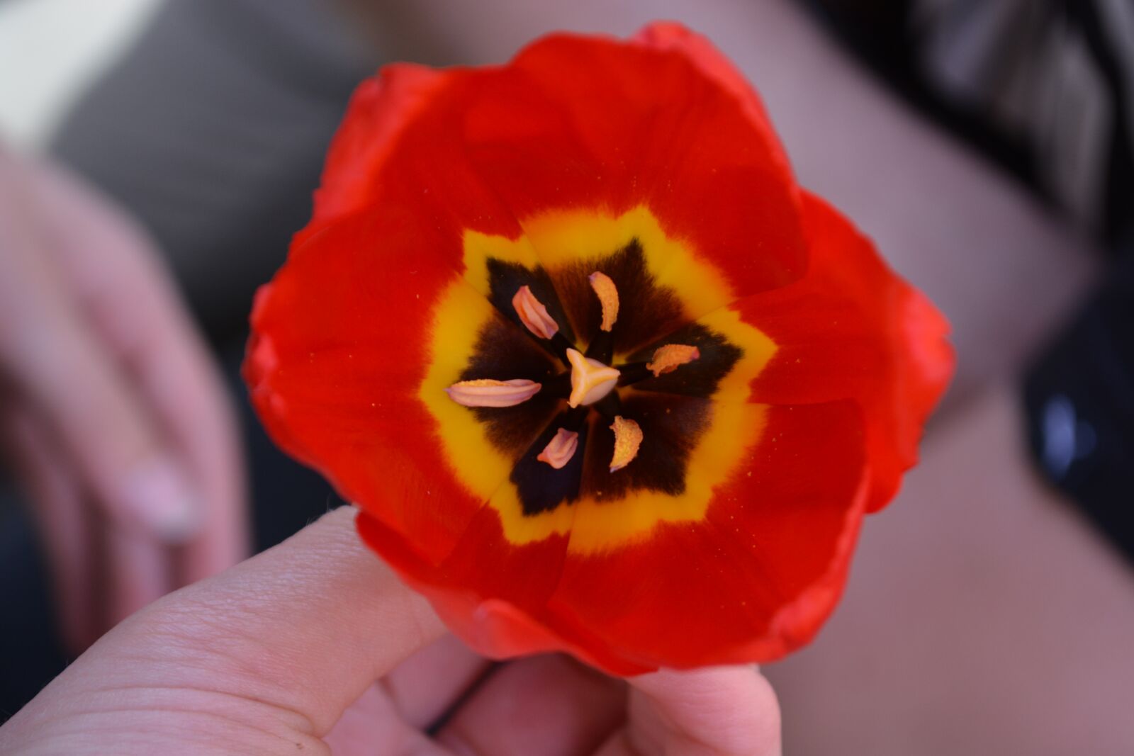 Nikon D5200 sample photo. Flower, red, bright photography